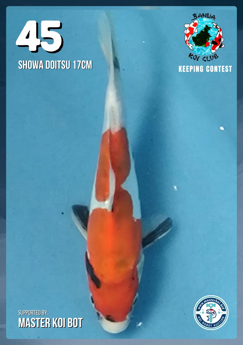 Lelang Koi Online, Jual Beli Ikan Koi, Pusat Jual Beli Koi, Info Lelang Koi Hari Ini, Platform Jual Beli Koi, Jual Beli Ikan Koi Online, Marketplace Ikan Koi, Jual Koi Terbaik, Tempat Beli Koi Berkualitas, Pasar Ikan Koi Online Terpercaya, Penjual Ikan Koi Terpercaya, Beli Koi Hias Online, Ikan Koi untuk Dijual, Koi Kualitas Terbaik, Toko Online Ikan Koi, Koi Hias Untuk Dijual, Jual Beli Ikan Koi Lokal, Koi Indonesia Online, Pusat Jual Beli Koi Terbesar