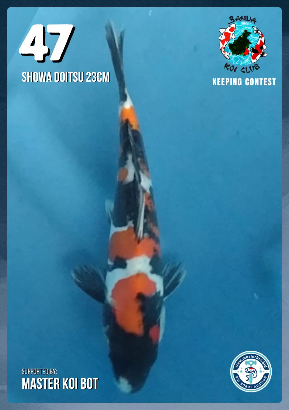 Lelang Koi Online, Jual Beli Ikan Koi, Pusat Jual Beli Koi, Info Lelang Koi Hari Ini, Platform Jual Beli Koi, Jual Beli Ikan Koi Online, Marketplace Ikan Koi, Jual Koi Terbaik, Tempat Beli Koi Berkualitas, Pasar Ikan Koi Online Terpercaya, Penjual Ikan Koi Terpercaya, Beli Koi Hias Online, Ikan Koi untuk Dijual, Koi Kualitas Terbaik, Toko Online Ikan Koi, Koi Hias Untuk Dijual, Jual Beli Ikan Koi Lokal, Koi Indonesia Online, Pusat Jual Beli Koi Terbesar