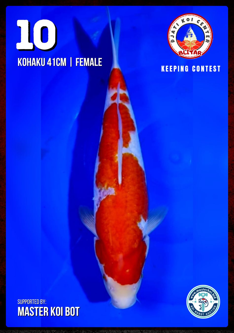 Lelang Koi Online, Jual Beli Ikan Koi, Pusat Jual Beli Koi, Info Lelang Koi Hari Ini, Platform Jual Beli Koi, Jual Beli Ikan Koi Online, Marketplace Ikan Koi, Jual Koi Terbaik, Tempat Beli Koi Berkualitas, Pasar Ikan Koi Online Terpercaya, Penjual Ikan Koi Terpercaya, Beli Koi Hias Online, Ikan Koi untuk Dijual, Koi Kualitas Terbaik, Toko Online Ikan Koi, Koi Hias Untuk Dijual, Jual Beli Ikan Koi Lokal, Koi Indonesia Online, Pusat Jual Beli Koi Terbesar