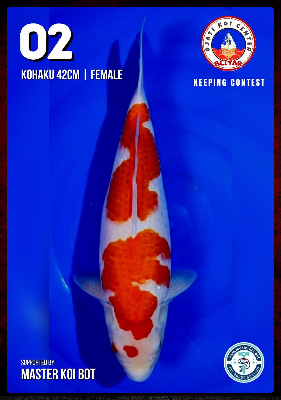 Lelang Koi Online, Jual Beli Ikan Koi, Pusat Jual Beli Koi, Info Lelang Koi Hari Ini, Platform Jual Beli Koi, Jual Beli Ikan Koi Online, Marketplace Ikan Koi, Jual Koi Terbaik, Tempat Beli Koi Berkualitas, Pasar Ikan Koi Online Terpercaya, Penjual Ikan Koi Terpercaya, Beli Koi Hias Online, Ikan Koi untuk Dijual, Koi Kualitas Terbaik, Toko Online Ikan Koi, Koi Hias Untuk Dijual, Jual Beli Ikan Koi Lokal, Koi Indonesia Online, Pusat Jual Beli Koi Terbesar