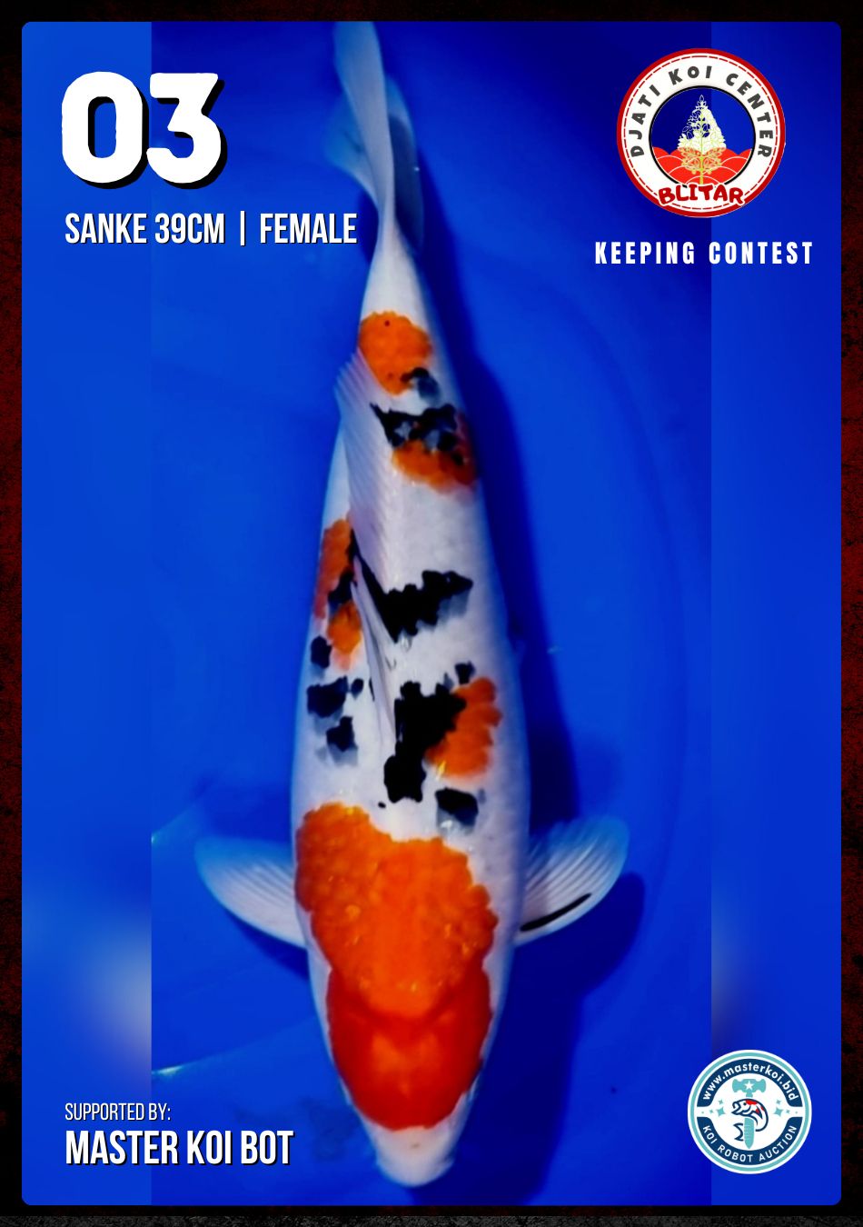 Lelang Koi Online, Jual Beli Ikan Koi, Pusat Jual Beli Koi, Info Lelang Koi Hari Ini, Platform Jual Beli Koi, Jual Beli Ikan Koi Online, Marketplace Ikan Koi, Jual Koi Terbaik, Tempat Beli Koi Berkualitas, Pasar Ikan Koi Online Terpercaya, Penjual Ikan Koi Terpercaya, Beli Koi Hias Online, Ikan Koi untuk Dijual, Koi Kualitas Terbaik, Toko Online Ikan Koi, Koi Hias Untuk Dijual, Jual Beli Ikan Koi Lokal, Koi Indonesia Online, Pusat Jual Beli Koi Terbesar