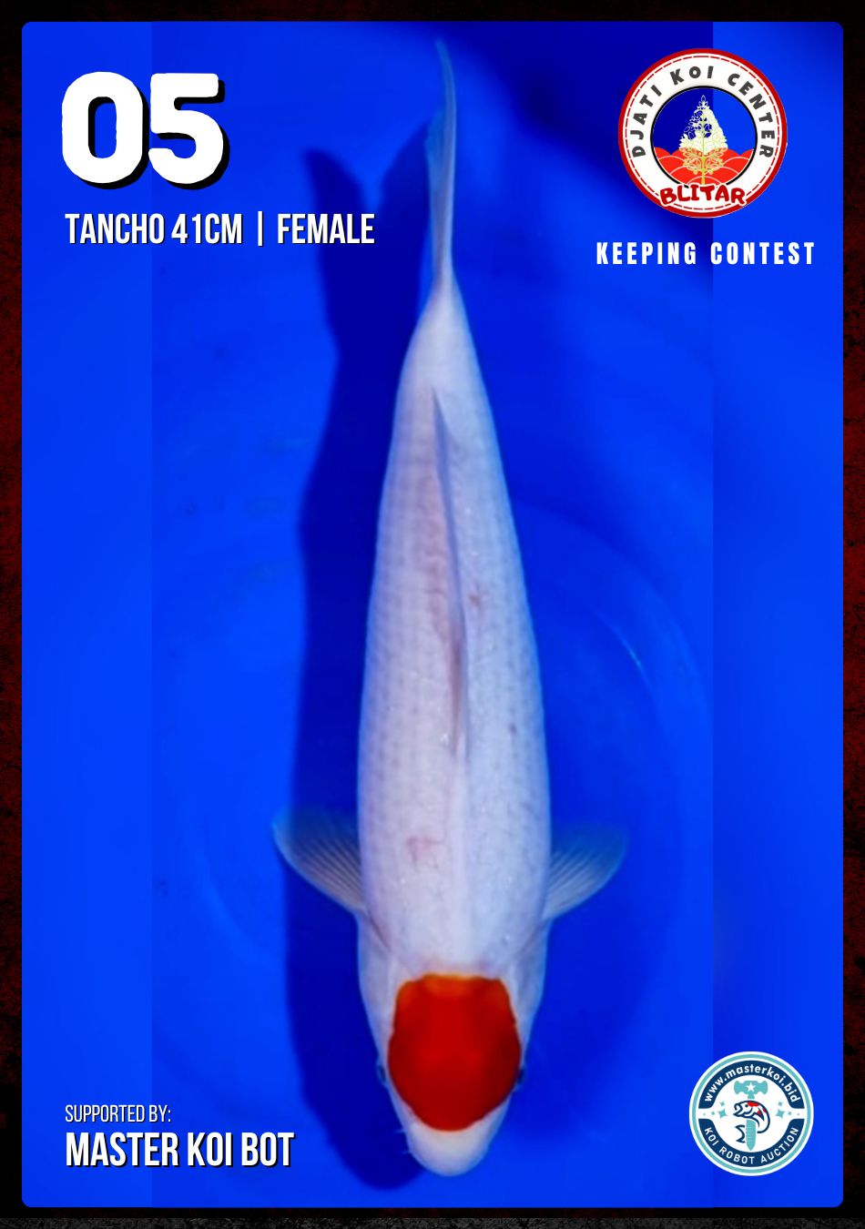 Lelang Koi Online, Jual Beli Ikan Koi, Pusat Jual Beli Koi, Info Lelang Koi Hari Ini, Platform Jual Beli Koi, Jual Beli Ikan Koi Online, Marketplace Ikan Koi, Jual Koi Terbaik, Tempat Beli Koi Berkualitas, Pasar Ikan Koi Online Terpercaya, Penjual Ikan Koi Terpercaya, Beli Koi Hias Online, Ikan Koi untuk Dijual, Koi Kualitas Terbaik, Toko Online Ikan Koi, Koi Hias Untuk Dijual, Jual Beli Ikan Koi Lokal, Koi Indonesia Online, Pusat Jual Beli Koi Terbesar