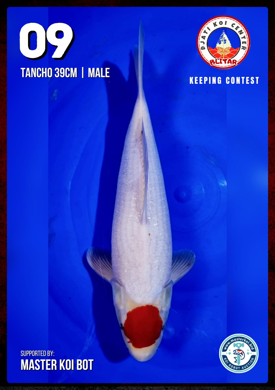 Lelang Koi Online, Jual Beli Ikan Koi, Pusat Jual Beli Koi, Info Lelang Koi Hari Ini, Platform Jual Beli Koi, Jual Beli Ikan Koi Online, Marketplace Ikan Koi, Jual Koi Terbaik, Tempat Beli Koi Berkualitas, Pasar Ikan Koi Online Terpercaya, Penjual Ikan Koi Terpercaya, Beli Koi Hias Online, Ikan Koi untuk Dijual, Koi Kualitas Terbaik, Toko Online Ikan Koi, Koi Hias Untuk Dijual, Jual Beli Ikan Koi Lokal, Koi Indonesia Online, Pusat Jual Beli Koi Terbesar