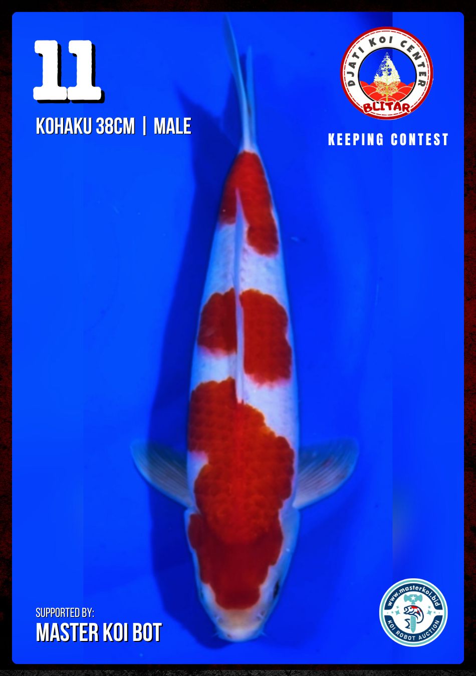 Lelang Koi Online, Jual Beli Ikan Koi, Pusat Jual Beli Koi, Info Lelang Koi Hari Ini, Platform Jual Beli Koi, Jual Beli Ikan Koi Online, Marketplace Ikan Koi, Jual Koi Terbaik, Tempat Beli Koi Berkualitas, Pasar Ikan Koi Online Terpercaya, Penjual Ikan Koi Terpercaya, Beli Koi Hias Online, Ikan Koi untuk Dijual, Koi Kualitas Terbaik, Toko Online Ikan Koi, Koi Hias Untuk Dijual, Jual Beli Ikan Koi Lokal, Koi Indonesia Online, Pusat Jual Beli Koi Terbesar