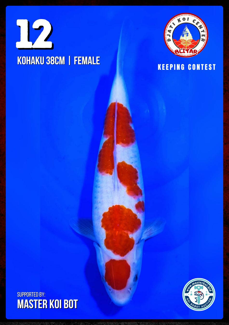 Lelang Koi Online, Jual Beli Ikan Koi, Pusat Jual Beli Koi, Info Lelang Koi Hari Ini, Platform Jual Beli Koi, Jual Beli Ikan Koi Online, Marketplace Ikan Koi, Jual Koi Terbaik, Tempat Beli Koi Berkualitas, Pasar Ikan Koi Online Terpercaya, Penjual Ikan Koi Terpercaya, Beli Koi Hias Online, Ikan Koi untuk Dijual, Koi Kualitas Terbaik, Toko Online Ikan Koi, Koi Hias Untuk Dijual, Jual Beli Ikan Koi Lokal, Koi Indonesia Online, Pusat Jual Beli Koi Terbesar