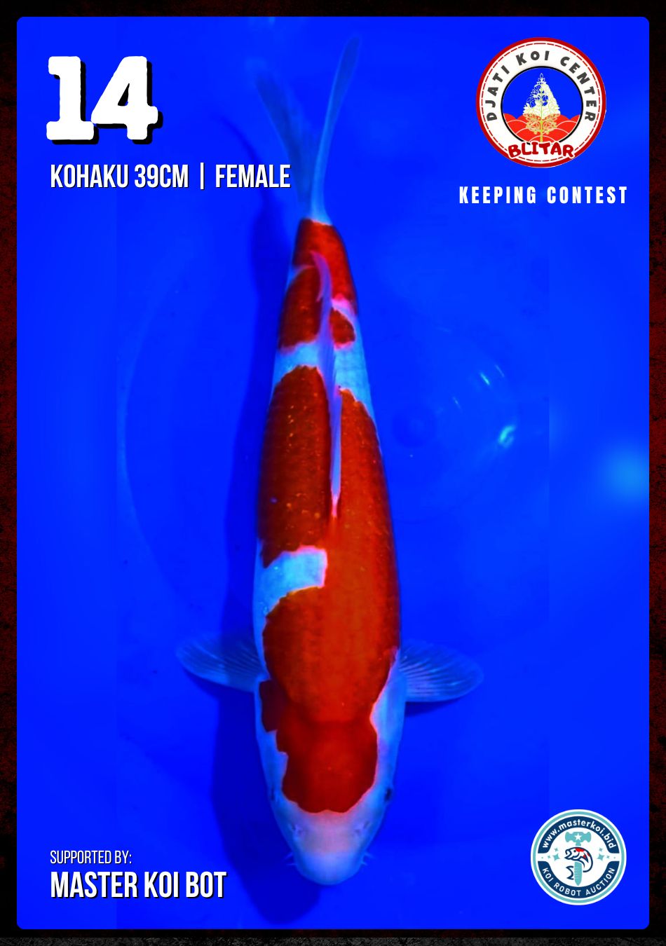 Lelang Koi Online, Jual Beli Ikan Koi, Pusat Jual Beli Koi, Info Lelang Koi Hari Ini, Platform Jual Beli Koi, Jual Beli Ikan Koi Online, Marketplace Ikan Koi, Jual Koi Terbaik, Tempat Beli Koi Berkualitas, Pasar Ikan Koi Online Terpercaya, Penjual Ikan Koi Terpercaya, Beli Koi Hias Online, Ikan Koi untuk Dijual, Koi Kualitas Terbaik, Toko Online Ikan Koi, Koi Hias Untuk Dijual, Jual Beli Ikan Koi Lokal, Koi Indonesia Online, Pusat Jual Beli Koi Terbesar