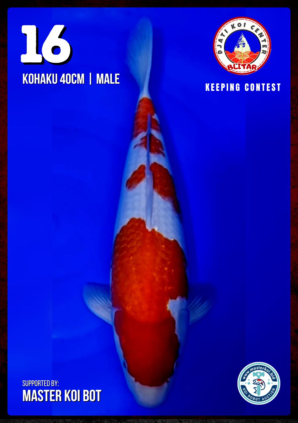 Lelang Koi Online, Jual Beli Ikan Koi, Pusat Jual Beli Koi, Info Lelang Koi Hari Ini, Platform Jual Beli Koi, Jual Beli Ikan Koi Online, Marketplace Ikan Koi, Jual Koi Terbaik, Tempat Beli Koi Berkualitas, Pasar Ikan Koi Online Terpercaya, Penjual Ikan Koi Terpercaya, Beli Koi Hias Online, Ikan Koi untuk Dijual, Koi Kualitas Terbaik, Toko Online Ikan Koi, Koi Hias Untuk Dijual, Jual Beli Ikan Koi Lokal, Koi Indonesia Online, Pusat Jual Beli Koi Terbesar