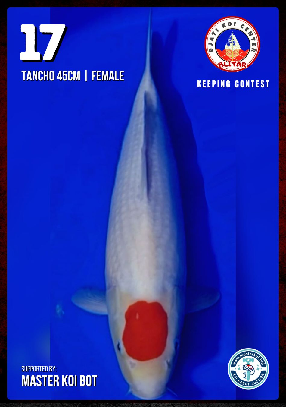 Lelang Koi Online, Jual Beli Ikan Koi, Pusat Jual Beli Koi, Info Lelang Koi Hari Ini, Platform Jual Beli Koi, Jual Beli Ikan Koi Online, Marketplace Ikan Koi, Jual Koi Terbaik, Tempat Beli Koi Berkualitas, Pasar Ikan Koi Online Terpercaya, Penjual Ikan Koi Terpercaya, Beli Koi Hias Online, Ikan Koi untuk Dijual, Koi Kualitas Terbaik, Toko Online Ikan Koi, Koi Hias Untuk Dijual, Jual Beli Ikan Koi Lokal, Koi Indonesia Online, Pusat Jual Beli Koi Terbesar