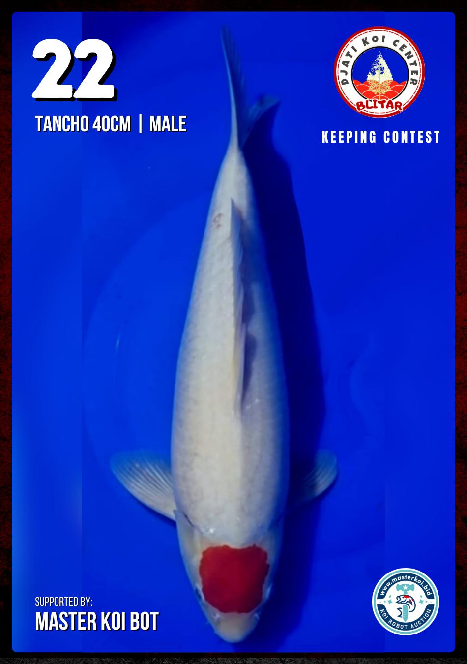 Lelang Koi Online, Jual Beli Ikan Koi, Pusat Jual Beli Koi, Info Lelang Koi Hari Ini, Platform Jual Beli Koi, Jual Beli Ikan Koi Online, Marketplace Ikan Koi, Jual Koi Terbaik, Tempat Beli Koi Berkualitas, Pasar Ikan Koi Online Terpercaya, Penjual Ikan Koi Terpercaya, Beli Koi Hias Online, Ikan Koi untuk Dijual, Koi Kualitas Terbaik, Toko Online Ikan Koi, Koi Hias Untuk Dijual, Jual Beli Ikan Koi Lokal, Koi Indonesia Online, Pusat Jual Beli Koi Terbesar