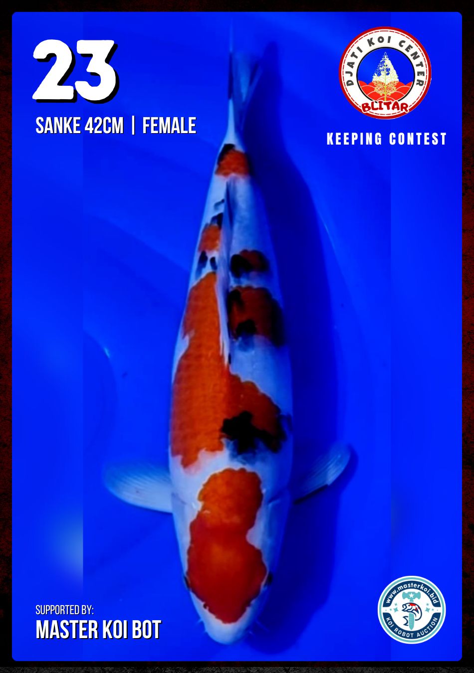 Lelang Koi Online, Jual Beli Ikan Koi, Pusat Jual Beli Koi, Info Lelang Koi Hari Ini, Platform Jual Beli Koi, Jual Beli Ikan Koi Online, Marketplace Ikan Koi, Jual Koi Terbaik, Tempat Beli Koi Berkualitas, Pasar Ikan Koi Online Terpercaya, Penjual Ikan Koi Terpercaya, Beli Koi Hias Online, Ikan Koi untuk Dijual, Koi Kualitas Terbaik, Toko Online Ikan Koi, Koi Hias Untuk Dijual, Jual Beli Ikan Koi Lokal, Koi Indonesia Online, Pusat Jual Beli Koi Terbesar