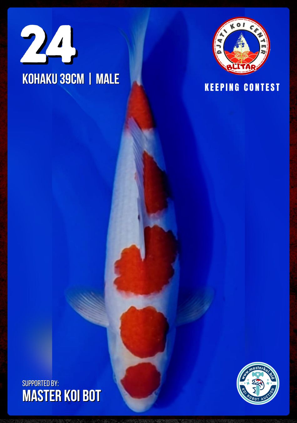 Lelang Koi Online, Jual Beli Ikan Koi, Pusat Jual Beli Koi, Info Lelang Koi Hari Ini, Platform Jual Beli Koi, Jual Beli Ikan Koi Online, Marketplace Ikan Koi, Jual Koi Terbaik, Tempat Beli Koi Berkualitas, Pasar Ikan Koi Online Terpercaya, Penjual Ikan Koi Terpercaya, Beli Koi Hias Online, Ikan Koi untuk Dijual, Koi Kualitas Terbaik, Toko Online Ikan Koi, Koi Hias Untuk Dijual, Jual Beli Ikan Koi Lokal, Koi Indonesia Online, Pusat Jual Beli Koi Terbesar