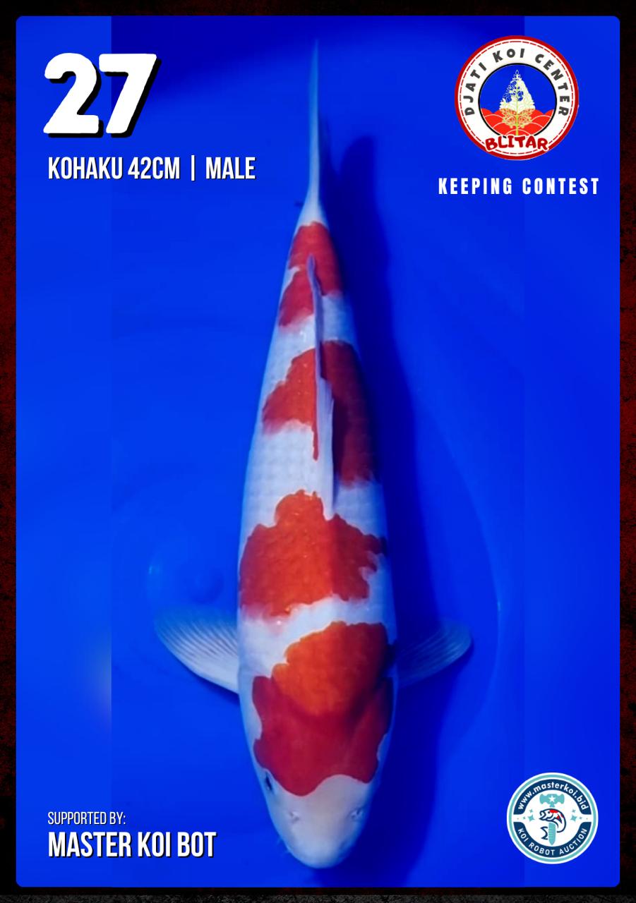 Lelang Koi Online, Jual Beli Ikan Koi, Pusat Jual Beli Koi, Info Lelang Koi Hari Ini, Platform Jual Beli Koi, Jual Beli Ikan Koi Online, Marketplace Ikan Koi, Jual Koi Terbaik, Tempat Beli Koi Berkualitas, Pasar Ikan Koi Online Terpercaya, Penjual Ikan Koi Terpercaya, Beli Koi Hias Online, Ikan Koi untuk Dijual, Koi Kualitas Terbaik, Toko Online Ikan Koi, Koi Hias Untuk Dijual, Jual Beli Ikan Koi Lokal, Koi Indonesia Online, Pusat Jual Beli Koi Terbesar
