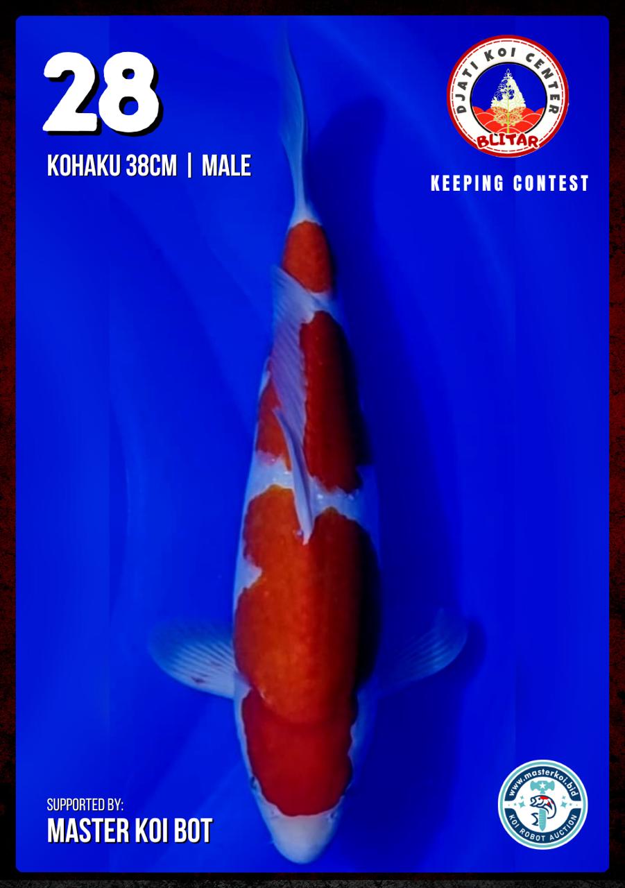 Lelang Koi Online, Jual Beli Ikan Koi, Pusat Jual Beli Koi, Info Lelang Koi Hari Ini, Platform Jual Beli Koi, Jual Beli Ikan Koi Online, Marketplace Ikan Koi, Jual Koi Terbaik, Tempat Beli Koi Berkualitas, Pasar Ikan Koi Online Terpercaya, Penjual Ikan Koi Terpercaya, Beli Koi Hias Online, Ikan Koi untuk Dijual, Koi Kualitas Terbaik, Toko Online Ikan Koi, Koi Hias Untuk Dijual, Jual Beli Ikan Koi Lokal, Koi Indonesia Online, Pusat Jual Beli Koi Terbesar