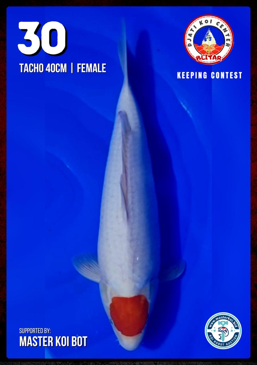 Lelang Koi Online, Jual Beli Ikan Koi, Pusat Jual Beli Koi, Info Lelang Koi Hari Ini, Platform Jual Beli Koi, Jual Beli Ikan Koi Online, Marketplace Ikan Koi, Jual Koi Terbaik, Tempat Beli Koi Berkualitas, Pasar Ikan Koi Online Terpercaya, Penjual Ikan Koi Terpercaya, Beli Koi Hias Online, Ikan Koi untuk Dijual, Koi Kualitas Terbaik, Toko Online Ikan Koi, Koi Hias Untuk Dijual, Jual Beli Ikan Koi Lokal, Koi Indonesia Online, Pusat Jual Beli Koi Terbesar