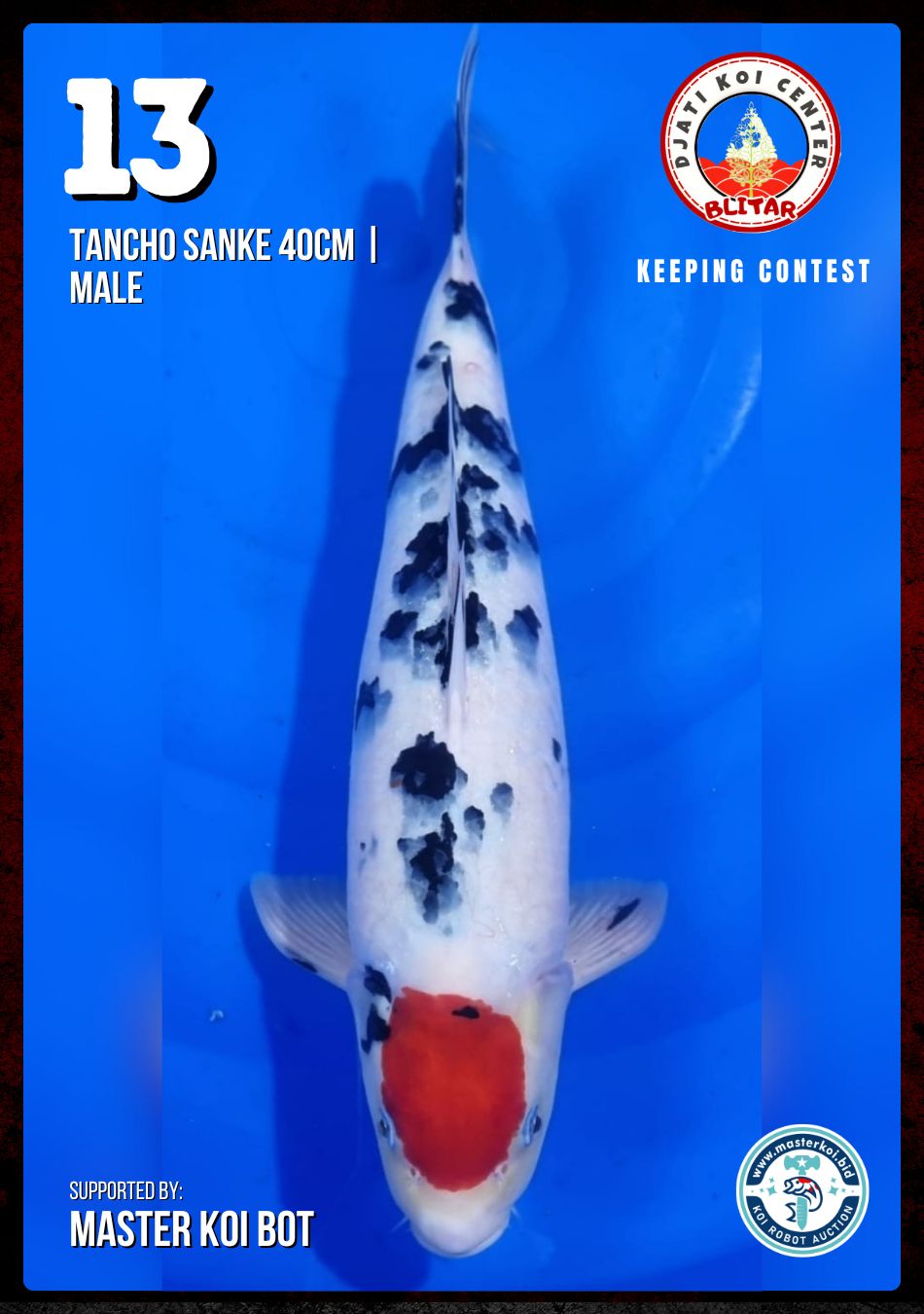 Lelang Koi Online, Jual Beli Ikan Koi, Pusat Jual Beli Koi, Info Lelang Koi Hari Ini, Platform Jual Beli Koi, Jual Beli Ikan Koi Online, Marketplace Ikan Koi, Jual Koi Terbaik, Tempat Beli Koi Berkualitas, Pasar Ikan Koi Online Terpercaya, Penjual Ikan Koi Terpercaya, Beli Koi Hias Online, Ikan Koi untuk Dijual, Koi Kualitas Terbaik, Toko Online Ikan Koi, Koi Hias Untuk Dijual, Jual Beli Ikan Koi Lokal, Koi Indonesia Online, Pusat Jual Beli Koi Terbesar