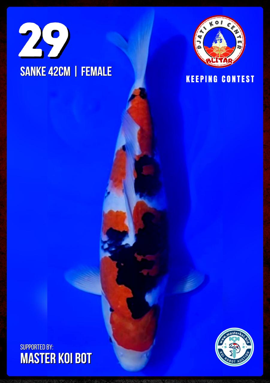 Lelang Koi Online, Jual Beli Ikan Koi, Pusat Jual Beli Koi, Info Lelang Koi Hari Ini, Platform Jual Beli Koi, Jual Beli Ikan Koi Online, Marketplace Ikan Koi, Jual Koi Terbaik, Tempat Beli Koi Berkualitas, Pasar Ikan Koi Online Terpercaya, Penjual Ikan Koi Terpercaya, Beli Koi Hias Online, Ikan Koi untuk Dijual, Koi Kualitas Terbaik, Toko Online Ikan Koi, Koi Hias Untuk Dijual, Jual Beli Ikan Koi Lokal, Koi Indonesia Online, Pusat Jual Beli Koi Terbesar