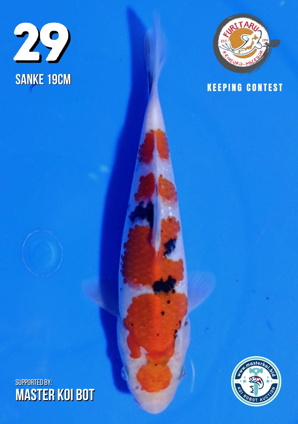 Lelang Koi Online, Jual Beli Ikan Koi, Pusat Jual Beli Koi, Info Lelang Koi Hari Ini, Platform Jual Beli Koi, Jual Beli Ikan Koi Online, Marketplace Ikan Koi, Jual Koi Terbaik, Tempat Beli Koi Berkualitas, Pasar Ikan Koi Online Terpercaya, Penjual Ikan Koi Terpercaya, Beli Koi Hias Online, Ikan Koi untuk Dijual, Koi Kualitas Terbaik, Toko Online Ikan Koi, Koi Hias Untuk Dijual, Jual Beli Ikan Koi Lokal, Koi Indonesia Online, Pusat Jual Beli Koi Terbesar