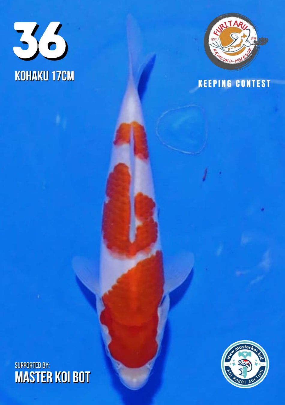 Lelang Koi Online, Jual Beli Ikan Koi, Pusat Jual Beli Koi, Info Lelang Koi Hari Ini, Platform Jual Beli Koi, Jual Beli Ikan Koi Online, Marketplace Ikan Koi, Jual Koi Terbaik, Tempat Beli Koi Berkualitas, Pasar Ikan Koi Online Terpercaya, Penjual Ikan Koi Terpercaya, Beli Koi Hias Online, Ikan Koi untuk Dijual, Koi Kualitas Terbaik, Toko Online Ikan Koi, Koi Hias Untuk Dijual, Jual Beli Ikan Koi Lokal, Koi Indonesia Online, Pusat Jual Beli Koi Terbesar