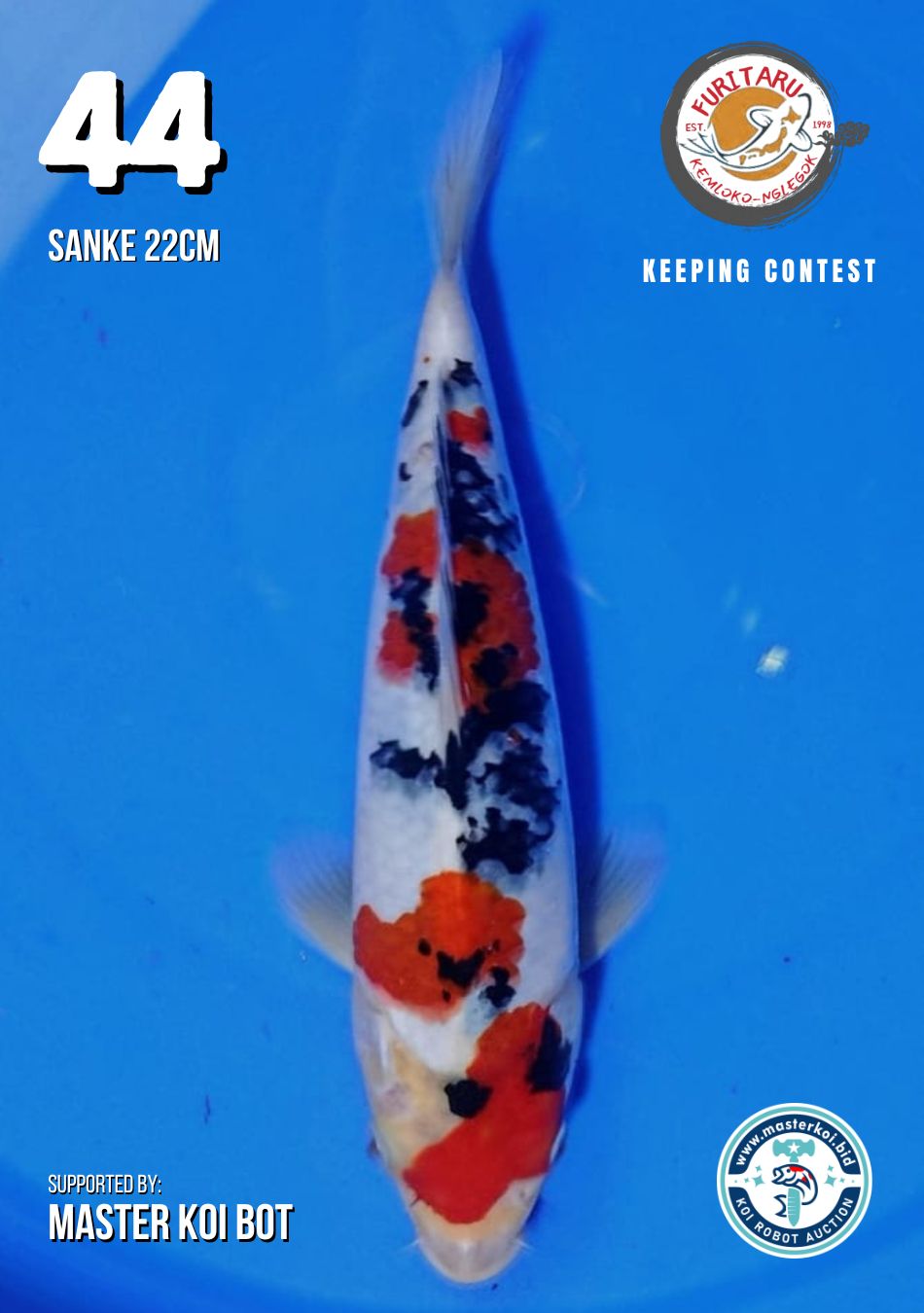 Lelang Koi Online, Jual Beli Ikan Koi, Pusat Jual Beli Koi, Info Lelang Koi Hari Ini, Platform Jual Beli Koi, Jual Beli Ikan Koi Online, Marketplace Ikan Koi, Jual Koi Terbaik, Tempat Beli Koi Berkualitas, Pasar Ikan Koi Online Terpercaya, Penjual Ikan Koi Terpercaya, Beli Koi Hias Online, Ikan Koi untuk Dijual, Koi Kualitas Terbaik, Toko Online Ikan Koi, Koi Hias Untuk Dijual, Jual Beli Ikan Koi Lokal, Koi Indonesia Online, Pusat Jual Beli Koi Terbesar