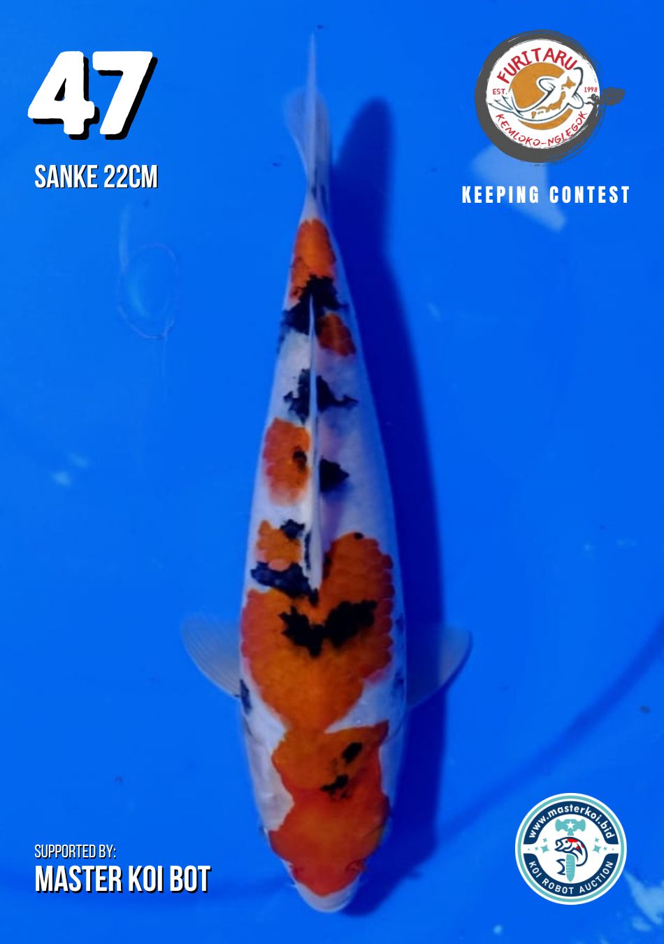 Lelang Koi Online, Jual Beli Ikan Koi, Pusat Jual Beli Koi, Info Lelang Koi Hari Ini, Platform Jual Beli Koi, Jual Beli Ikan Koi Online, Marketplace Ikan Koi, Jual Koi Terbaik, Tempat Beli Koi Berkualitas, Pasar Ikan Koi Online Terpercaya, Penjual Ikan Koi Terpercaya, Beli Koi Hias Online, Ikan Koi untuk Dijual, Koi Kualitas Terbaik, Toko Online Ikan Koi, Koi Hias Untuk Dijual, Jual Beli Ikan Koi Lokal, Koi Indonesia Online, Pusat Jual Beli Koi Terbesar