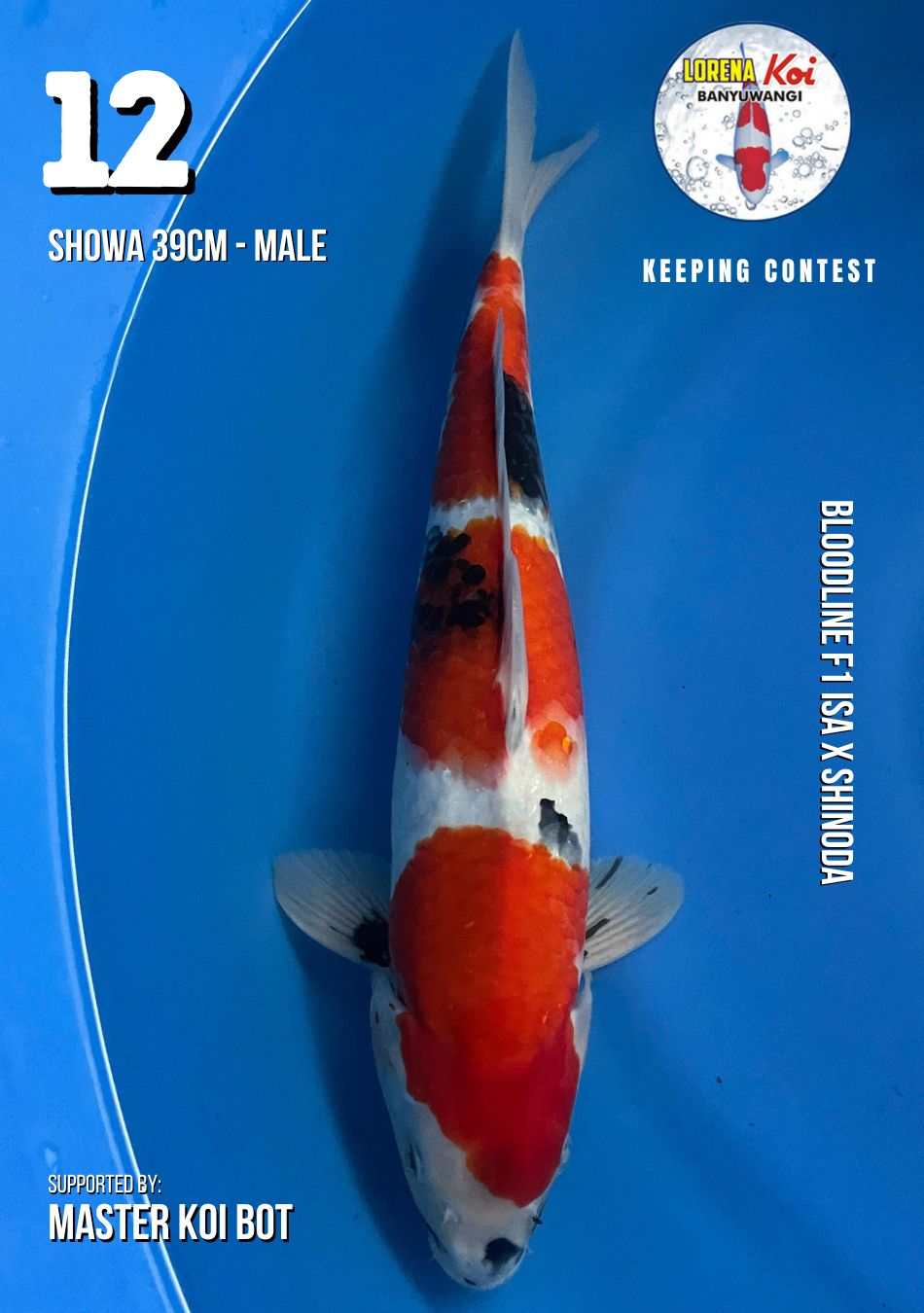 Lelang Koi Online, Jual Beli Ikan Koi, Pusat Jual Beli Koi, Info Lelang Koi Hari Ini, Platform Jual Beli Koi, Jual Beli Ikan Koi Online, Marketplace Ikan Koi, Jual Koi Terbaik, Tempat Beli Koi Berkualitas, Pasar Ikan Koi Online Terpercaya, Penjual Ikan Koi Terpercaya, Beli Koi Hias Online, Ikan Koi untuk Dijual, Koi Kualitas Terbaik, Toko Online Ikan Koi, Koi Hias Untuk Dijual, Jual Beli Ikan Koi Lokal, Koi Indonesia Online, Pusat Jual Beli Koi Terbesar