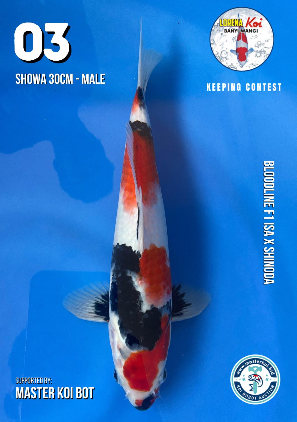 Lelang Koi Online, Jual Beli Ikan Koi, Pusat Jual Beli Koi, Info Lelang Koi Hari Ini, Platform Jual Beli Koi, Jual Beli Ikan Koi Online, Marketplace Ikan Koi, Jual Koi Terbaik, Tempat Beli Koi Berkualitas, Pasar Ikan Koi Online Terpercaya, Penjual Ikan Koi Terpercaya, Beli Koi Hias Online, Ikan Koi untuk Dijual, Koi Kualitas Terbaik, Toko Online Ikan Koi, Koi Hias Untuk Dijual, Jual Beli Ikan Koi Lokal, Koi Indonesia Online, Pusat Jual Beli Koi Terbesar