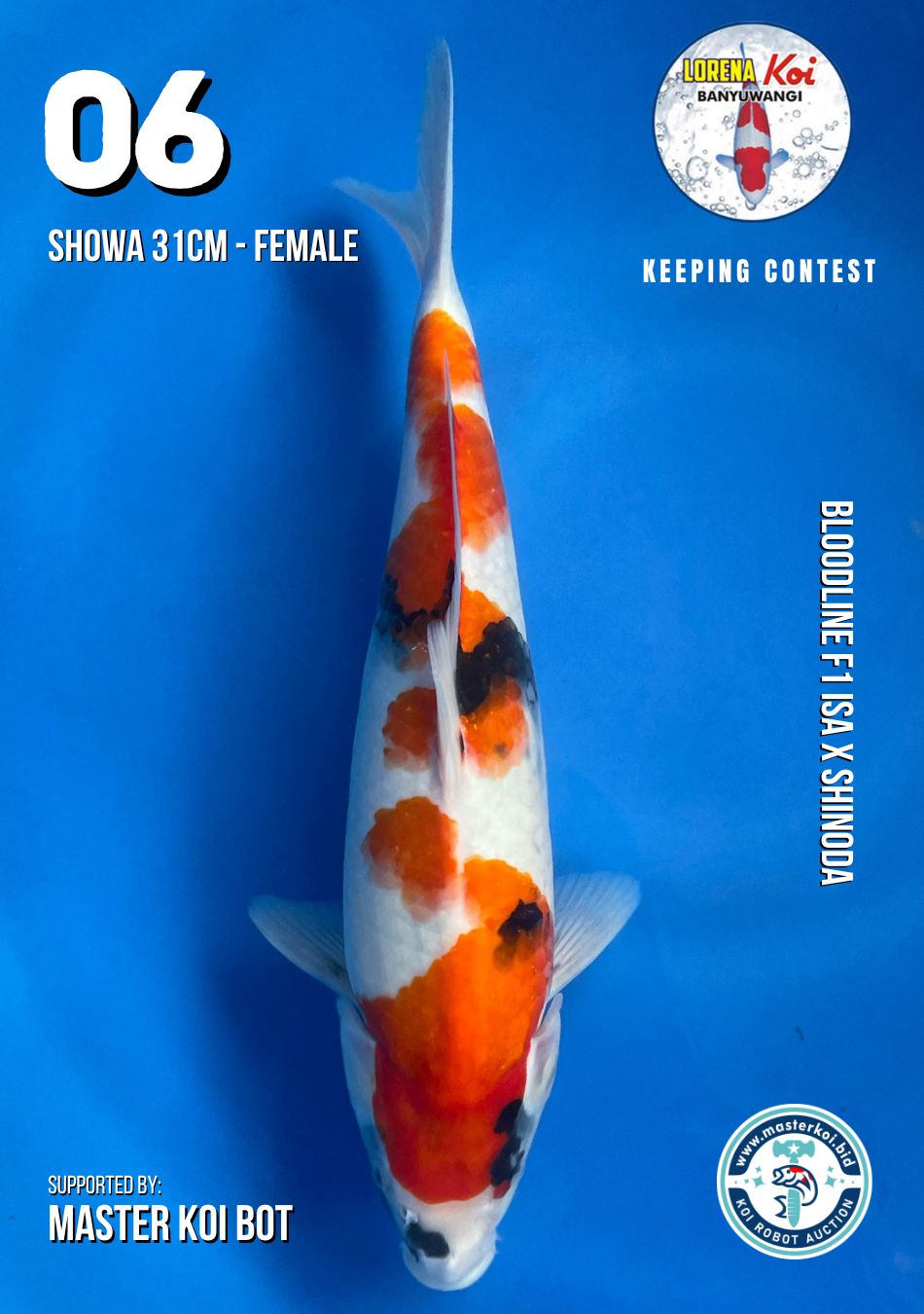 Lelang Koi Online, Jual Beli Ikan Koi, Pusat Jual Beli Koi, Info Lelang Koi Hari Ini, Platform Jual Beli Koi, Jual Beli Ikan Koi Online, Marketplace Ikan Koi, Jual Koi Terbaik, Tempat Beli Koi Berkualitas, Pasar Ikan Koi Online Terpercaya, Penjual Ikan Koi Terpercaya, Beli Koi Hias Online, Ikan Koi untuk Dijual, Koi Kualitas Terbaik, Toko Online Ikan Koi, Koi Hias Untuk Dijual, Jual Beli Ikan Koi Lokal, Koi Indonesia Online, Pusat Jual Beli Koi Terbesar