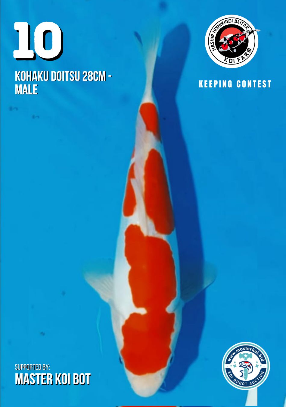 Lelang Koi Online, Jual Beli Ikan Koi, Pusat Jual Beli Koi, Info Lelang Koi Hari Ini, Platform Jual Beli Koi, Jual Beli Ikan Koi Online, Marketplace Ikan Koi, Jual Koi Terbaik, Tempat Beli Koi Berkualitas, Pasar Ikan Koi Online Terpercaya, Penjual Ikan Koi Terpercaya, Beli Koi Hias Online, Ikan Koi untuk Dijual, Koi Kualitas Terbaik, Toko Online Ikan Koi, Koi Hias Untuk Dijual, Jual Beli Ikan Koi Lokal, Koi Indonesia Online, Pusat Jual Beli Koi Terbesar