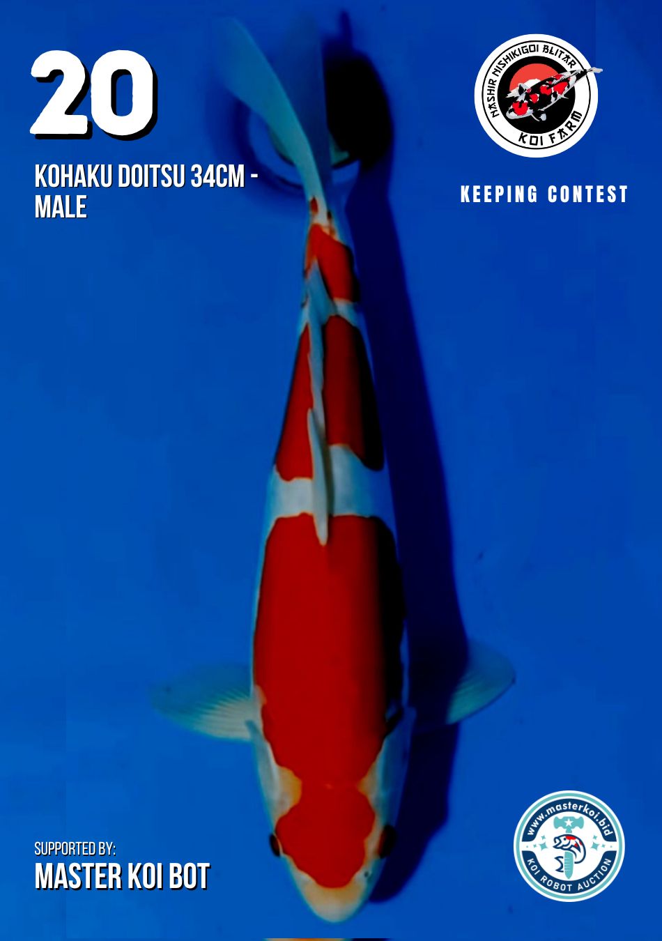 Lelang Koi Online, Jual Beli Ikan Koi, Pusat Jual Beli Koi, Info Lelang Koi Hari Ini, Platform Jual Beli Koi, Jual Beli Ikan Koi Online, Marketplace Ikan Koi, Jual Koi Terbaik, Tempat Beli Koi Berkualitas, Pasar Ikan Koi Online Terpercaya, Penjual Ikan Koi Terpercaya, Beli Koi Hias Online, Ikan Koi untuk Dijual, Koi Kualitas Terbaik, Toko Online Ikan Koi, Koi Hias Untuk Dijual, Jual Beli Ikan Koi Lokal, Koi Indonesia Online, Pusat Jual Beli Koi Terbesar