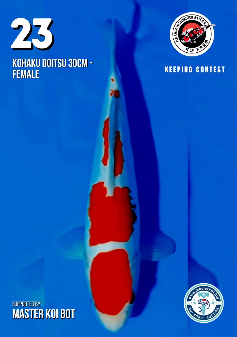 Lelang Koi Online, Jual Beli Ikan Koi, Pusat Jual Beli Koi, Info Lelang Koi Hari Ini, Platform Jual Beli Koi, Jual Beli Ikan Koi Online, Marketplace Ikan Koi, Jual Koi Terbaik, Tempat Beli Koi Berkualitas, Pasar Ikan Koi Online Terpercaya, Penjual Ikan Koi Terpercaya, Beli Koi Hias Online, Ikan Koi untuk Dijual, Koi Kualitas Terbaik, Toko Online Ikan Koi, Koi Hias Untuk Dijual, Jual Beli Ikan Koi Lokal, Koi Indonesia Online, Pusat Jual Beli Koi Terbesar
