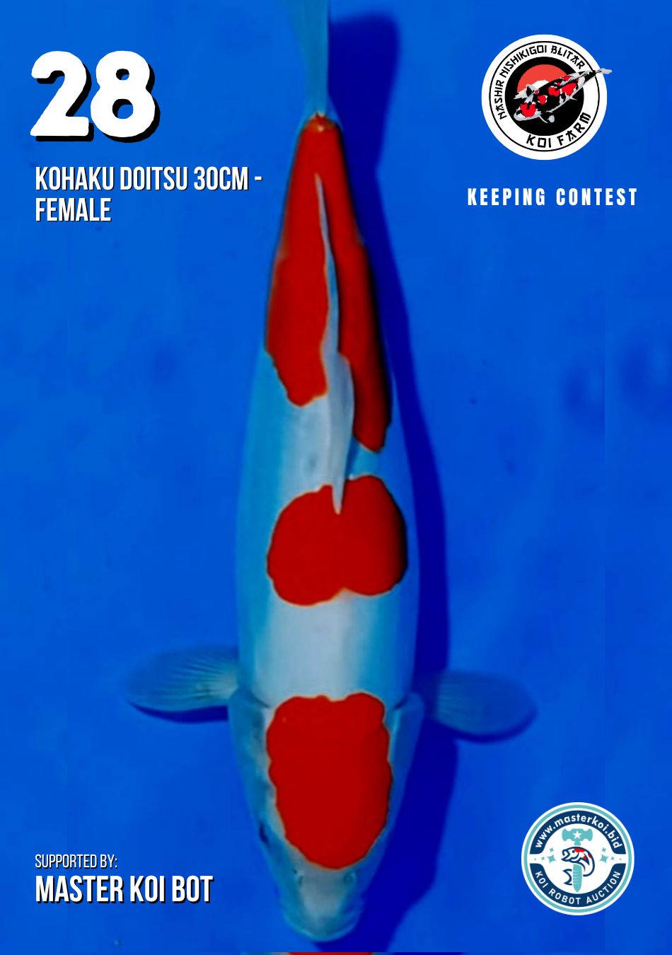 Lelang Koi Online, Jual Beli Ikan Koi, Pusat Jual Beli Koi, Info Lelang Koi Hari Ini, Platform Jual Beli Koi, Jual Beli Ikan Koi Online, Marketplace Ikan Koi, Jual Koi Terbaik, Tempat Beli Koi Berkualitas, Pasar Ikan Koi Online Terpercaya, Penjual Ikan Koi Terpercaya, Beli Koi Hias Online, Ikan Koi untuk Dijual, Koi Kualitas Terbaik, Toko Online Ikan Koi, Koi Hias Untuk Dijual, Jual Beli Ikan Koi Lokal, Koi Indonesia Online, Pusat Jual Beli Koi Terbesar