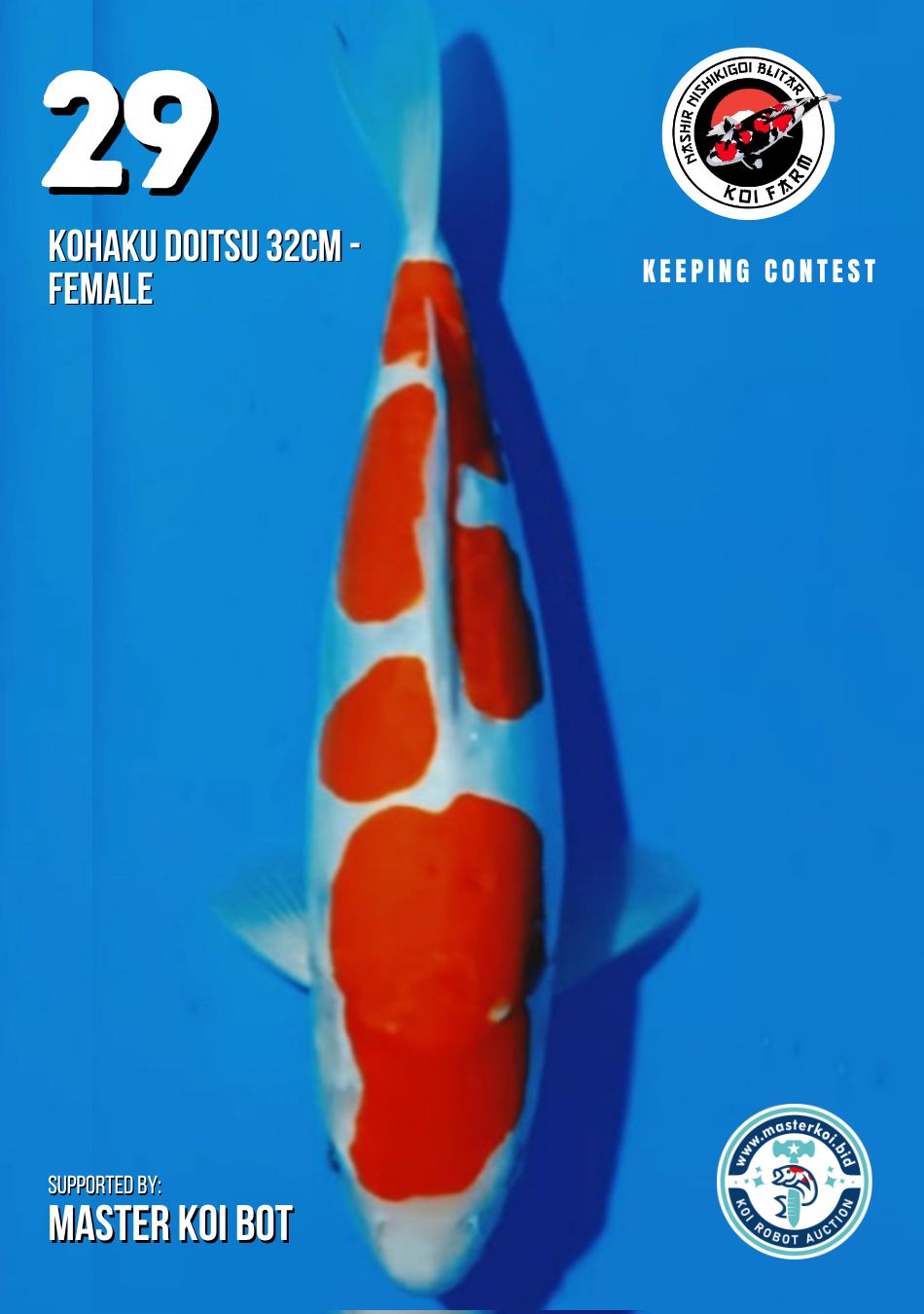 Lelang Koi Online, Jual Beli Ikan Koi, Pusat Jual Beli Koi, Info Lelang Koi Hari Ini, Platform Jual Beli Koi, Jual Beli Ikan Koi Online, Marketplace Ikan Koi, Jual Koi Terbaik, Tempat Beli Koi Berkualitas, Pasar Ikan Koi Online Terpercaya, Penjual Ikan Koi Terpercaya, Beli Koi Hias Online, Ikan Koi untuk Dijual, Koi Kualitas Terbaik, Toko Online Ikan Koi, Koi Hias Untuk Dijual, Jual Beli Ikan Koi Lokal, Koi Indonesia Online, Pusat Jual Beli Koi Terbesar