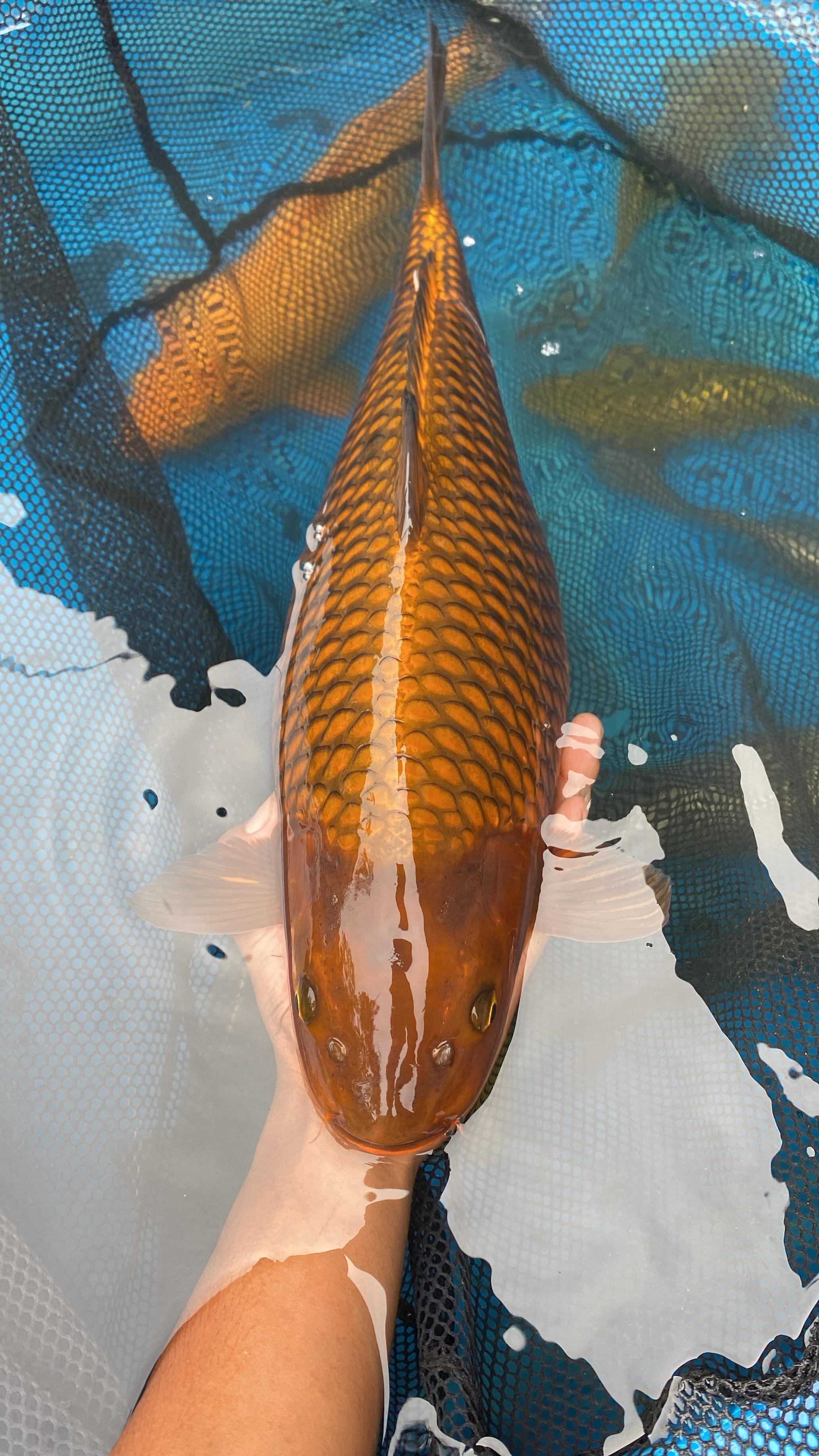 Lelang Koi Online, Jual Beli Ikan Koi, Pusat Jual Beli Koi, Info Lelang Koi Hari Ini, Platform Jual Beli Koi, Jual Beli Ikan Koi Online, Marketplace Ikan Koi, Jual Koi Terbaik, Tempat Beli Koi Berkualitas, Pasar Ikan Koi Online Terpercaya, Penjual Ikan Koi Terpercaya, Beli Koi Hias Online, Ikan Koi untuk Dijual, Koi Kualitas Terbaik, Toko Online Ikan Koi, Koi Hias Untuk Dijual, Jual Beli Ikan Koi Lokal, Koi Indonesia Online, Pusat Jual Beli Koi Terbesar