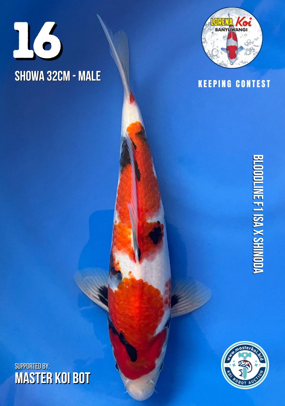 Lelang Koi Online, Jual Beli Ikan Koi, Pusat Jual Beli Koi, Info Lelang Koi Hari Ini, Platform Jual Beli Koi, Jual Beli Ikan Koi Online, Marketplace Ikan Koi, Jual Koi Terbaik, Tempat Beli Koi Berkualitas, Pasar Ikan Koi Online Terpercaya, Penjual Ikan Koi Terpercaya, Beli Koi Hias Online, Ikan Koi untuk Dijual, Koi Kualitas Terbaik, Toko Online Ikan Koi, Koi Hias Untuk Dijual, Jual Beli Ikan Koi Lokal, Koi Indonesia Online, Pusat Jual Beli Koi Terbesar