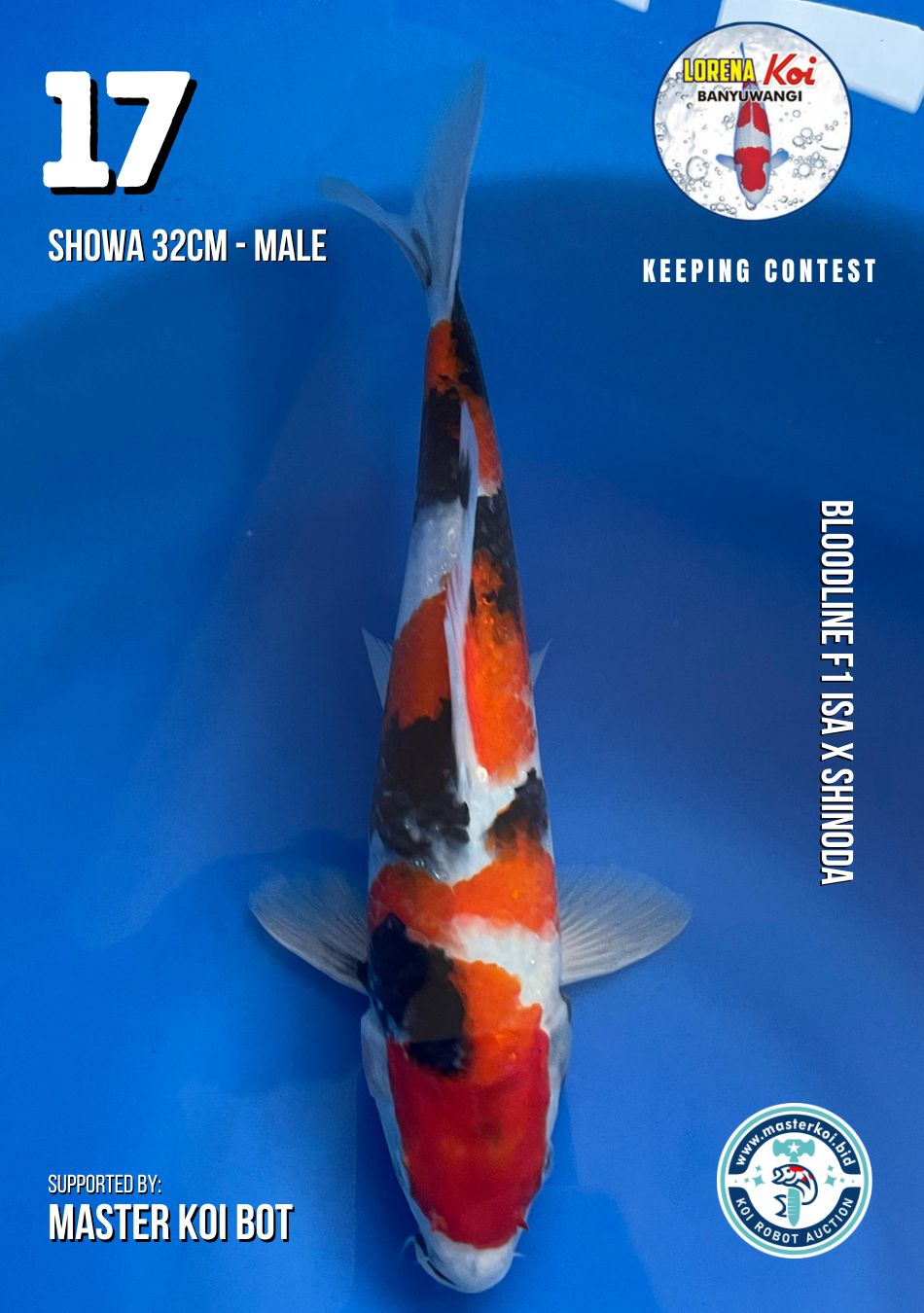 Lelang Koi Online, Jual Beli Ikan Koi, Pusat Jual Beli Koi, Info Lelang Koi Hari Ini, Platform Jual Beli Koi, Jual Beli Ikan Koi Online, Marketplace Ikan Koi, Jual Koi Terbaik, Tempat Beli Koi Berkualitas, Pasar Ikan Koi Online Terpercaya, Penjual Ikan Koi Terpercaya, Beli Koi Hias Online, Ikan Koi untuk Dijual, Koi Kualitas Terbaik, Toko Online Ikan Koi, Koi Hias Untuk Dijual, Jual Beli Ikan Koi Lokal, Koi Indonesia Online, Pusat Jual Beli Koi Terbesar