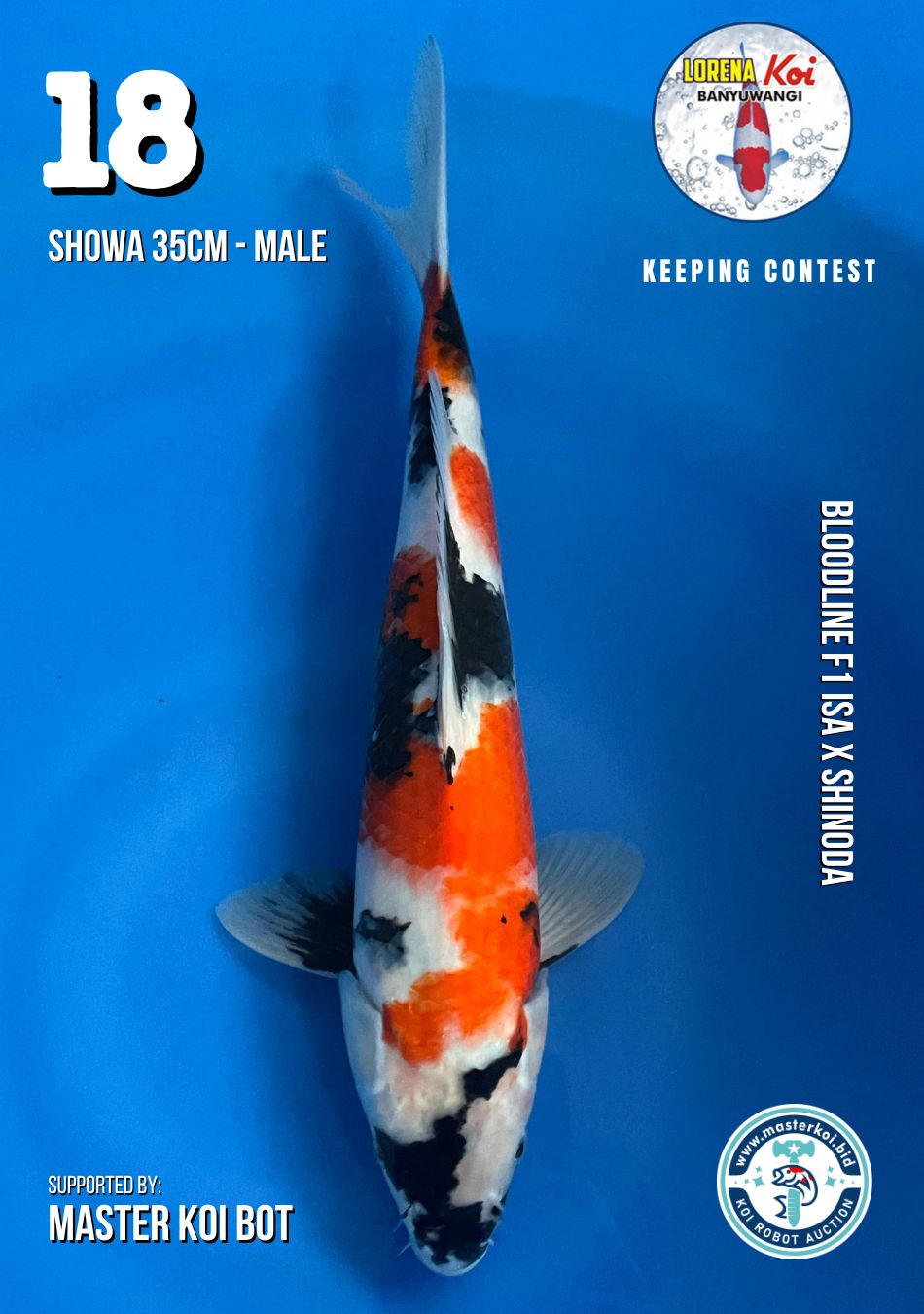 Lelang Koi Online, Jual Beli Ikan Koi, Pusat Jual Beli Koi, Info Lelang Koi Hari Ini, Platform Jual Beli Koi, Jual Beli Ikan Koi Online, Marketplace Ikan Koi, Jual Koi Terbaik, Tempat Beli Koi Berkualitas, Pasar Ikan Koi Online Terpercaya, Penjual Ikan Koi Terpercaya, Beli Koi Hias Online, Ikan Koi untuk Dijual, Koi Kualitas Terbaik, Toko Online Ikan Koi, Koi Hias Untuk Dijual, Jual Beli Ikan Koi Lokal, Koi Indonesia Online, Pusat Jual Beli Koi Terbesar