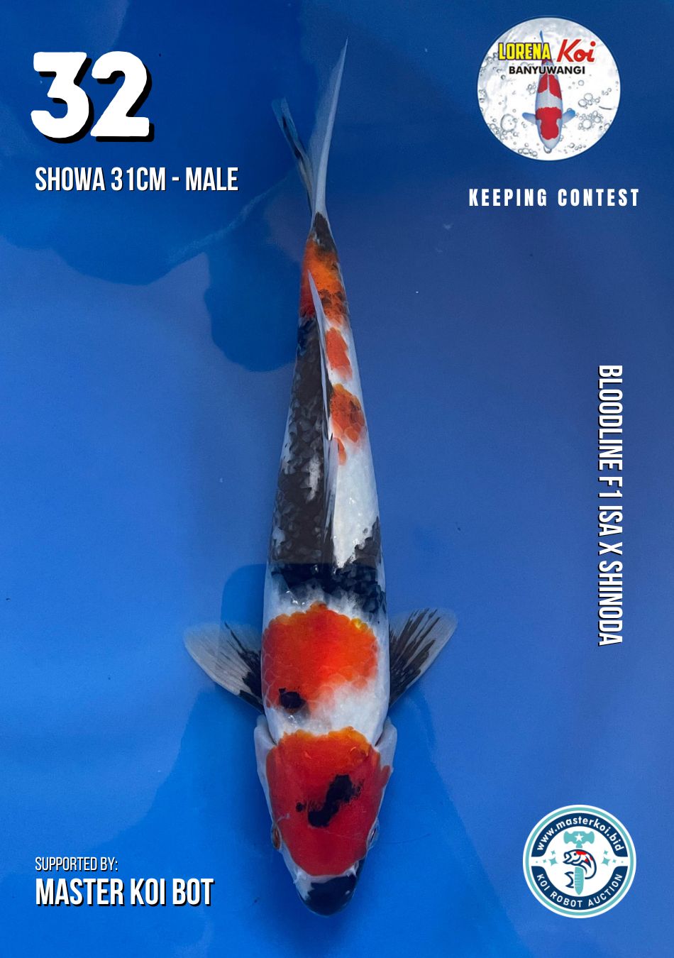 Lelang Koi Online, Jual Beli Ikan Koi, Pusat Jual Beli Koi, Info Lelang Koi Hari Ini, Platform Jual Beli Koi, Jual Beli Ikan Koi Online, Marketplace Ikan Koi, Jual Koi Terbaik, Tempat Beli Koi Berkualitas, Pasar Ikan Koi Online Terpercaya, Penjual Ikan Koi Terpercaya, Beli Koi Hias Online, Ikan Koi untuk Dijual, Koi Kualitas Terbaik, Toko Online Ikan Koi, Koi Hias Untuk Dijual, Jual Beli Ikan Koi Lokal, Koi Indonesia Online, Pusat Jual Beli Koi Terbesar