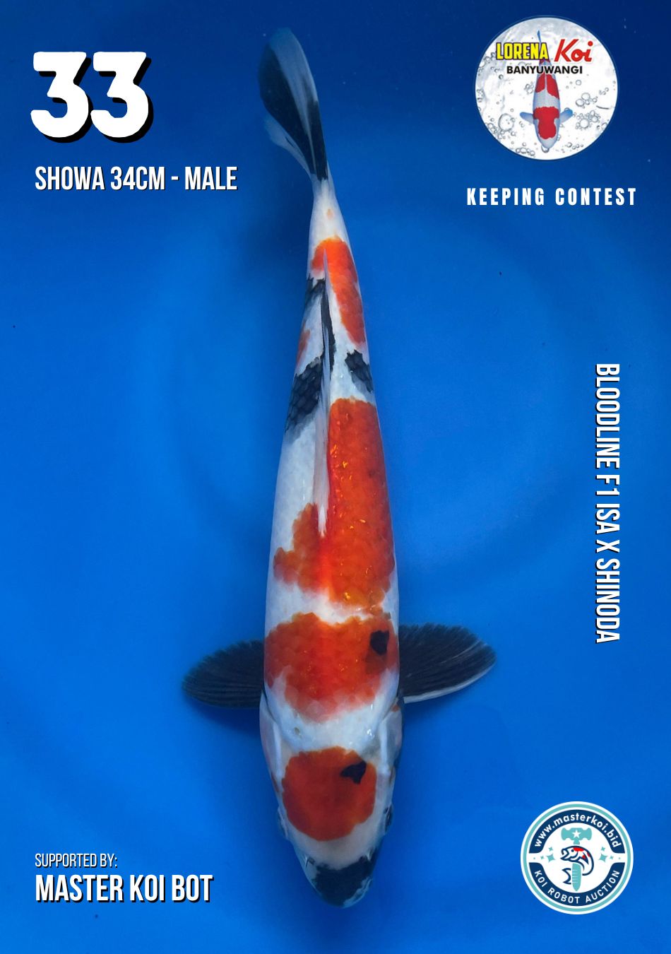 Lelang Koi Online, Jual Beli Ikan Koi, Pusat Jual Beli Koi, Info Lelang Koi Hari Ini, Platform Jual Beli Koi, Jual Beli Ikan Koi Online, Marketplace Ikan Koi, Jual Koi Terbaik, Tempat Beli Koi Berkualitas, Pasar Ikan Koi Online Terpercaya, Penjual Ikan Koi Terpercaya, Beli Koi Hias Online, Ikan Koi untuk Dijual, Koi Kualitas Terbaik, Toko Online Ikan Koi, Koi Hias Untuk Dijual, Jual Beli Ikan Koi Lokal, Koi Indonesia Online, Pusat Jual Beli Koi Terbesar