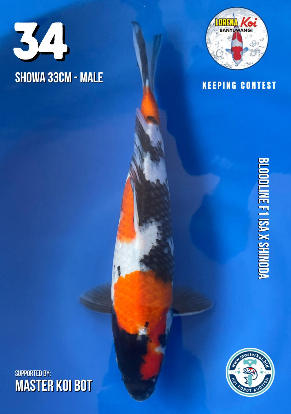 Lelang Koi Online, Jual Beli Ikan Koi, Pusat Jual Beli Koi, Info Lelang Koi Hari Ini, Platform Jual Beli Koi, Jual Beli Ikan Koi Online, Marketplace Ikan Koi, Jual Koi Terbaik, Tempat Beli Koi Berkualitas, Pasar Ikan Koi Online Terpercaya, Penjual Ikan Koi Terpercaya, Beli Koi Hias Online, Ikan Koi untuk Dijual, Koi Kualitas Terbaik, Toko Online Ikan Koi, Koi Hias Untuk Dijual, Jual Beli Ikan Koi Lokal, Koi Indonesia Online, Pusat Jual Beli Koi Terbesar