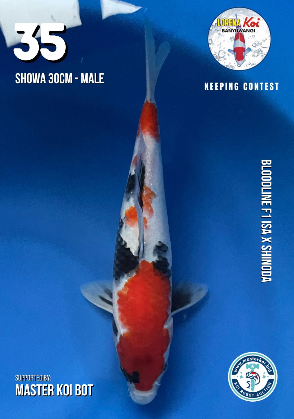 Lelang Koi Online, Jual Beli Ikan Koi, Pusat Jual Beli Koi, Info Lelang Koi Hari Ini, Platform Jual Beli Koi, Jual Beli Ikan Koi Online, Marketplace Ikan Koi, Jual Koi Terbaik, Tempat Beli Koi Berkualitas, Pasar Ikan Koi Online Terpercaya, Penjual Ikan Koi Terpercaya, Beli Koi Hias Online, Ikan Koi untuk Dijual, Koi Kualitas Terbaik, Toko Online Ikan Koi, Koi Hias Untuk Dijual, Jual Beli Ikan Koi Lokal, Koi Indonesia Online, Pusat Jual Beli Koi Terbesar
