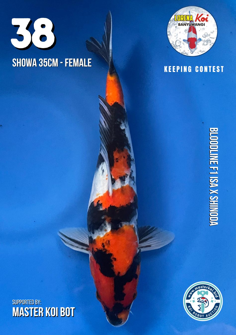 Lelang Koi Online, Jual Beli Ikan Koi, Pusat Jual Beli Koi, Info Lelang Koi Hari Ini, Platform Jual Beli Koi, Jual Beli Ikan Koi Online, Marketplace Ikan Koi, Jual Koi Terbaik, Tempat Beli Koi Berkualitas, Pasar Ikan Koi Online Terpercaya, Penjual Ikan Koi Terpercaya, Beli Koi Hias Online, Ikan Koi untuk Dijual, Koi Kualitas Terbaik, Toko Online Ikan Koi, Koi Hias Untuk Dijual, Jual Beli Ikan Koi Lokal, Koi Indonesia Online, Pusat Jual Beli Koi Terbesar