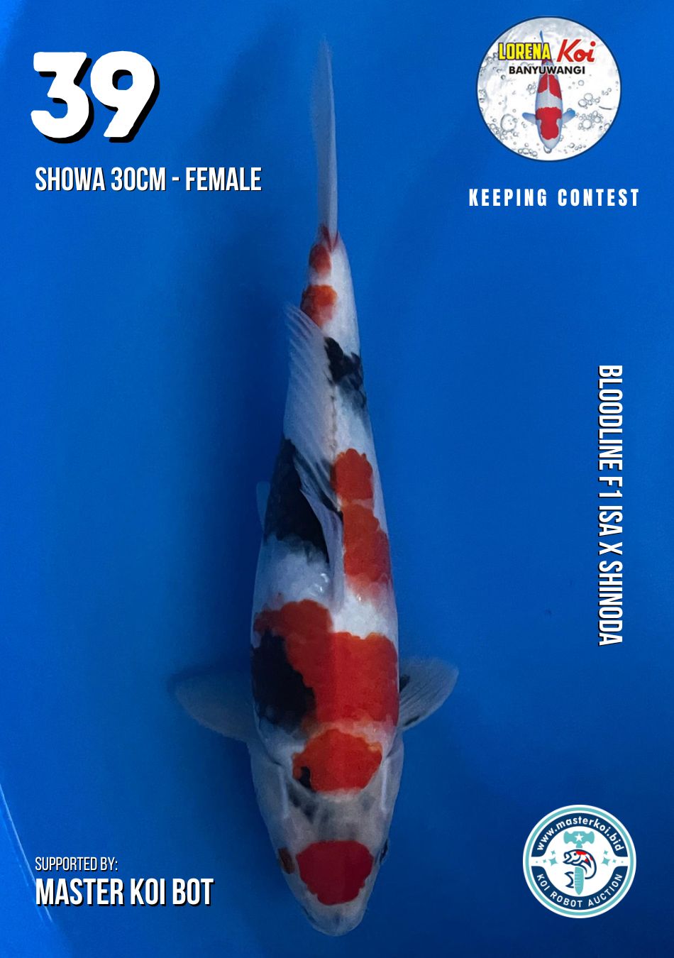 Lelang Koi Online, Jual Beli Ikan Koi, Pusat Jual Beli Koi, Info Lelang Koi Hari Ini, Platform Jual Beli Koi, Jual Beli Ikan Koi Online, Marketplace Ikan Koi, Jual Koi Terbaik, Tempat Beli Koi Berkualitas, Pasar Ikan Koi Online Terpercaya, Penjual Ikan Koi Terpercaya, Beli Koi Hias Online, Ikan Koi untuk Dijual, Koi Kualitas Terbaik, Toko Online Ikan Koi, Koi Hias Untuk Dijual, Jual Beli Ikan Koi Lokal, Koi Indonesia Online, Pusat Jual Beli Koi Terbesar