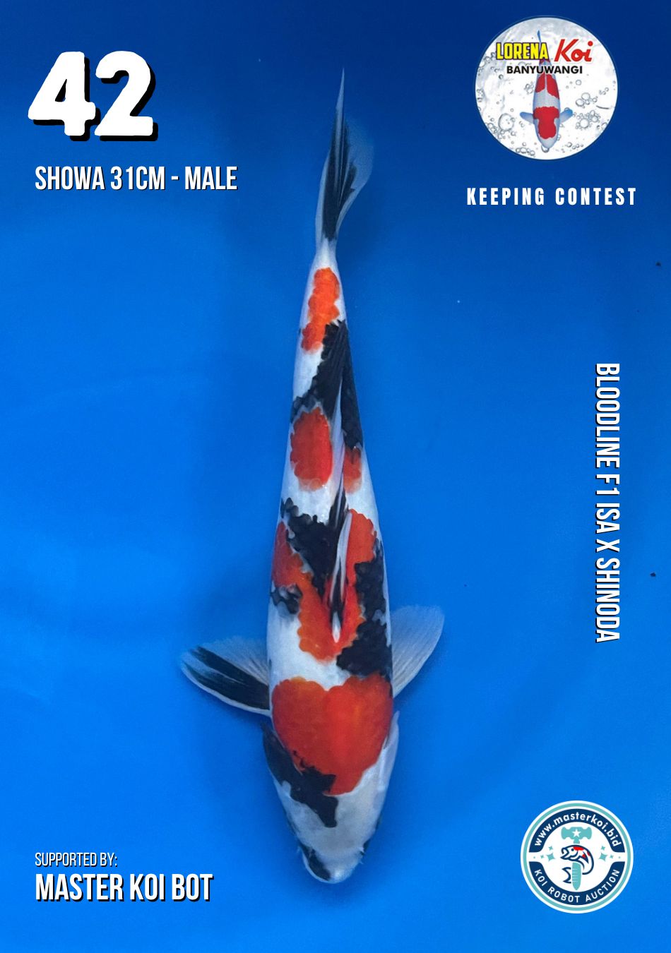 Lelang Koi Online, Jual Beli Ikan Koi, Pusat Jual Beli Koi, Info Lelang Koi Hari Ini, Platform Jual Beli Koi, Jual Beli Ikan Koi Online, Marketplace Ikan Koi, Jual Koi Terbaik, Tempat Beli Koi Berkualitas, Pasar Ikan Koi Online Terpercaya, Penjual Ikan Koi Terpercaya, Beli Koi Hias Online, Ikan Koi untuk Dijual, Koi Kualitas Terbaik, Toko Online Ikan Koi, Koi Hias Untuk Dijual, Jual Beli Ikan Koi Lokal, Koi Indonesia Online, Pusat Jual Beli Koi Terbesar