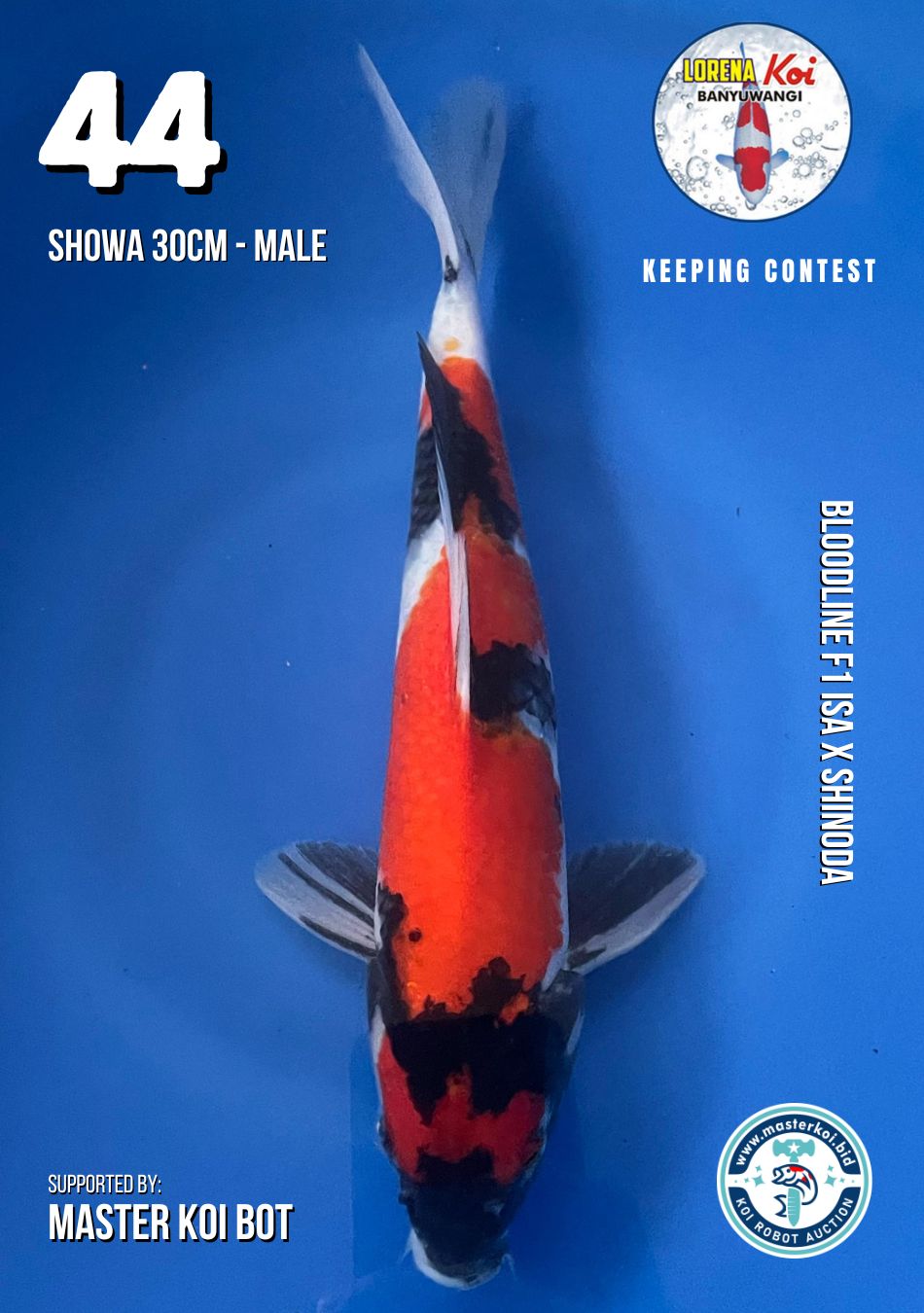 Lelang Koi Online, Jual Beli Ikan Koi, Pusat Jual Beli Koi, Info Lelang Koi Hari Ini, Platform Jual Beli Koi, Jual Beli Ikan Koi Online, Marketplace Ikan Koi, Jual Koi Terbaik, Tempat Beli Koi Berkualitas, Pasar Ikan Koi Online Terpercaya, Penjual Ikan Koi Terpercaya, Beli Koi Hias Online, Ikan Koi untuk Dijual, Koi Kualitas Terbaik, Toko Online Ikan Koi, Koi Hias Untuk Dijual, Jual Beli Ikan Koi Lokal, Koi Indonesia Online, Pusat Jual Beli Koi Terbesar