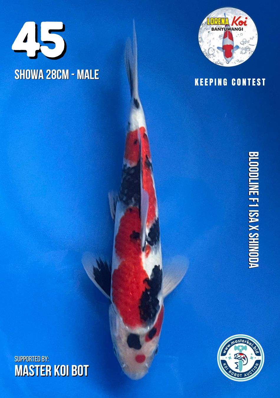 Lelang Koi Online, Jual Beli Ikan Koi, Pusat Jual Beli Koi, Info Lelang Koi Hari Ini, Platform Jual Beli Koi, Jual Beli Ikan Koi Online, Marketplace Ikan Koi, Jual Koi Terbaik, Tempat Beli Koi Berkualitas, Pasar Ikan Koi Online Terpercaya, Penjual Ikan Koi Terpercaya, Beli Koi Hias Online, Ikan Koi untuk Dijual, Koi Kualitas Terbaik, Toko Online Ikan Koi, Koi Hias Untuk Dijual, Jual Beli Ikan Koi Lokal, Koi Indonesia Online, Pusat Jual Beli Koi Terbesar