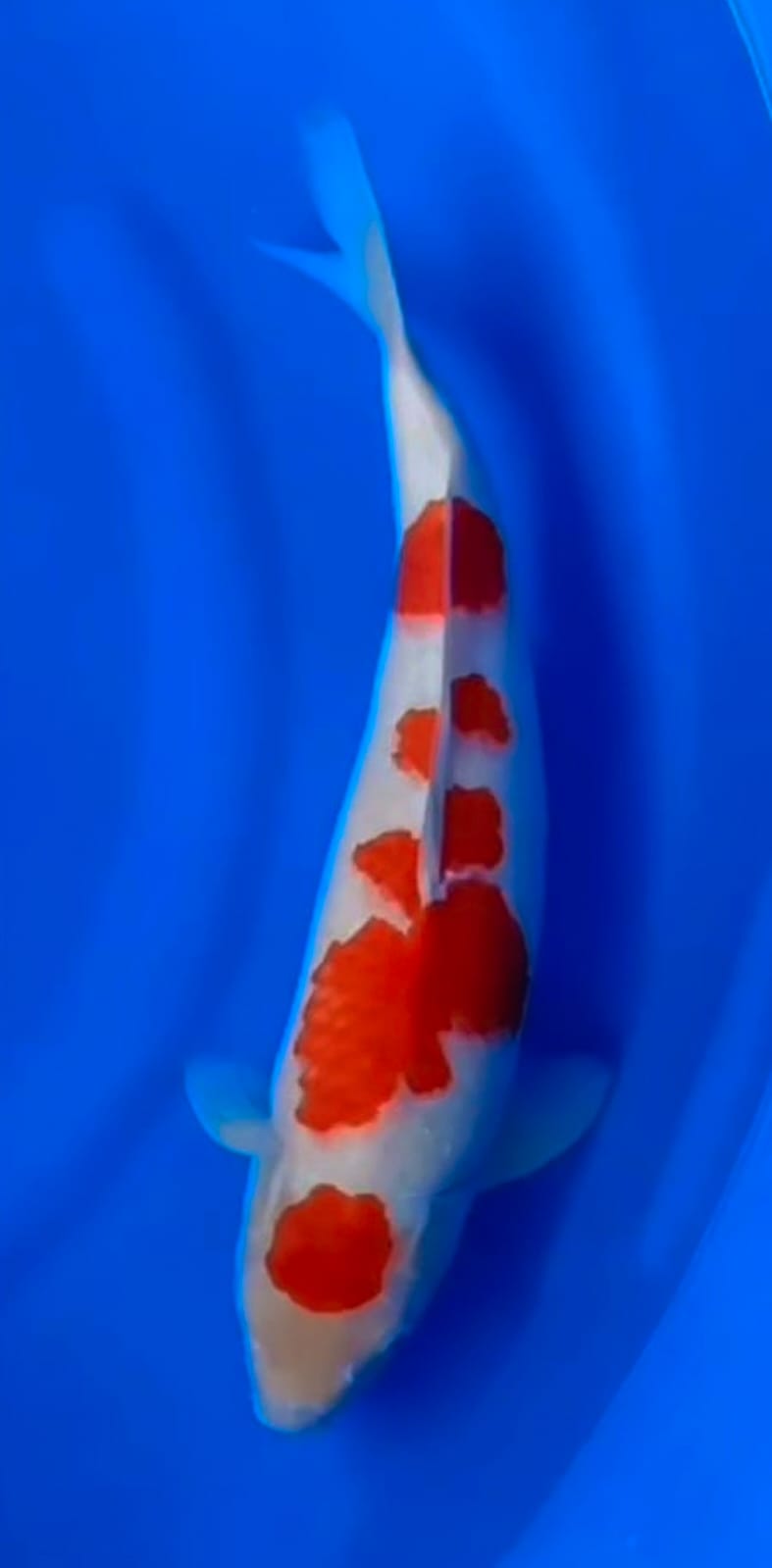 Lelang Koi Online, Jual Beli Ikan Koi, Pusat Jual Beli Koi, Info Lelang Koi Hari Ini, Platform Jual Beli Koi, Jual Beli Ikan Koi Online, Marketplace Ikan Koi, Jual Koi Terbaik, Tempat Beli Koi Berkualitas, Pasar Ikan Koi Online Terpercaya, Penjual Ikan Koi Terpercaya, Beli Koi Hias Online, Ikan Koi untuk Dijual, Koi Kualitas Terbaik, Toko Online Ikan Koi, Koi Hias Untuk Dijual, Jual Beli Ikan Koi Lokal, Koi Indonesia Online, Pusat Jual Beli Koi Terbesar