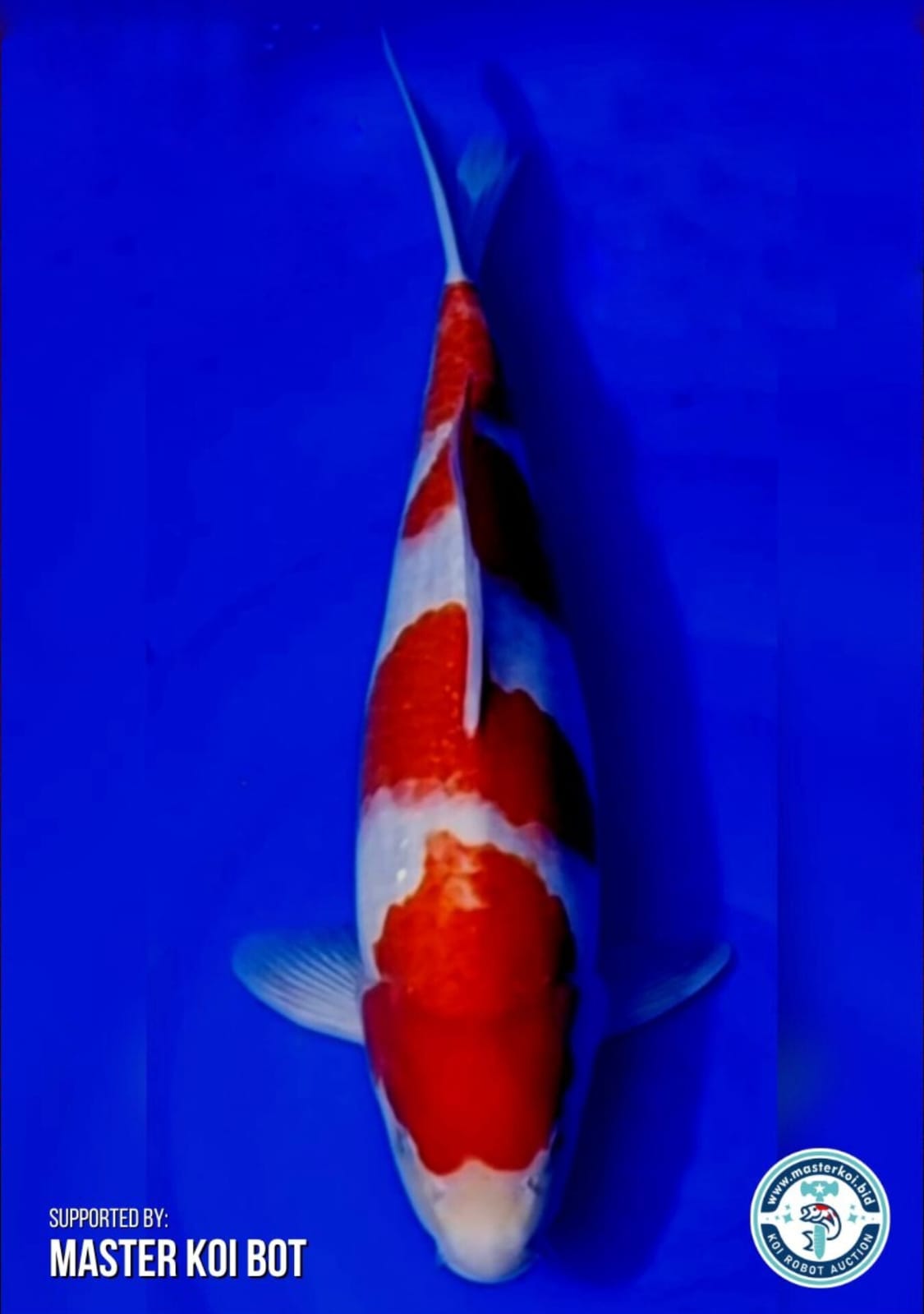 Lelang Koi Online, Jual Beli Ikan Koi, Pusat Jual Beli Koi, Info Lelang Koi Hari Ini, Platform Jual Beli Koi, Jual Beli Ikan Koi Online, Marketplace Ikan Koi, Jual Koi Terbaik, Tempat Beli Koi Berkualitas, Pasar Ikan Koi Online Terpercaya, Penjual Ikan Koi Terpercaya, Beli Koi Hias Online, Ikan Koi untuk Dijual, Koi Kualitas Terbaik, Toko Online Ikan Koi, Koi Hias Untuk Dijual, Jual Beli Ikan Koi Lokal, Koi Indonesia Online, Pusat Jual Beli Koi Terbesar