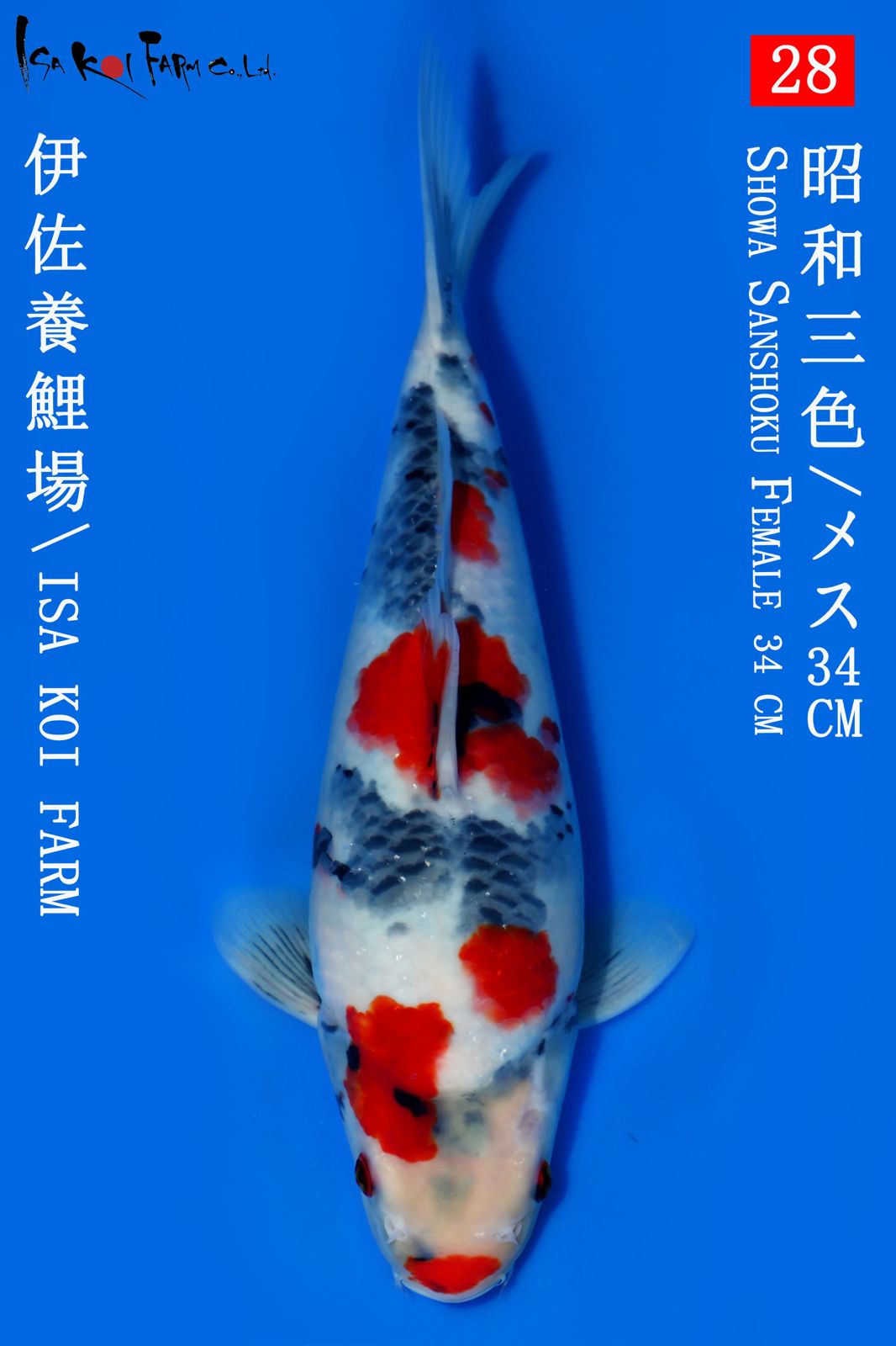 Lelang Koi Online, Jual Beli Ikan Koi, Pusat Jual Beli Koi, Info Lelang Koi Hari Ini, Platform Jual Beli Koi, Jual Beli Ikan Koi Online, Marketplace Ikan Koi, Jual Koi Terbaik, Tempat Beli Koi Berkualitas, Pasar Ikan Koi Online Terpercaya, Penjual Ikan Koi Terpercaya, Beli Koi Hias Online, Ikan Koi untuk Dijual, Koi Kualitas Terbaik, Toko Online Ikan Koi, Koi Hias Untuk Dijual, Jual Beli Ikan Koi Lokal, Koi Indonesia Online, Pusat Jual Beli Koi Terbesar