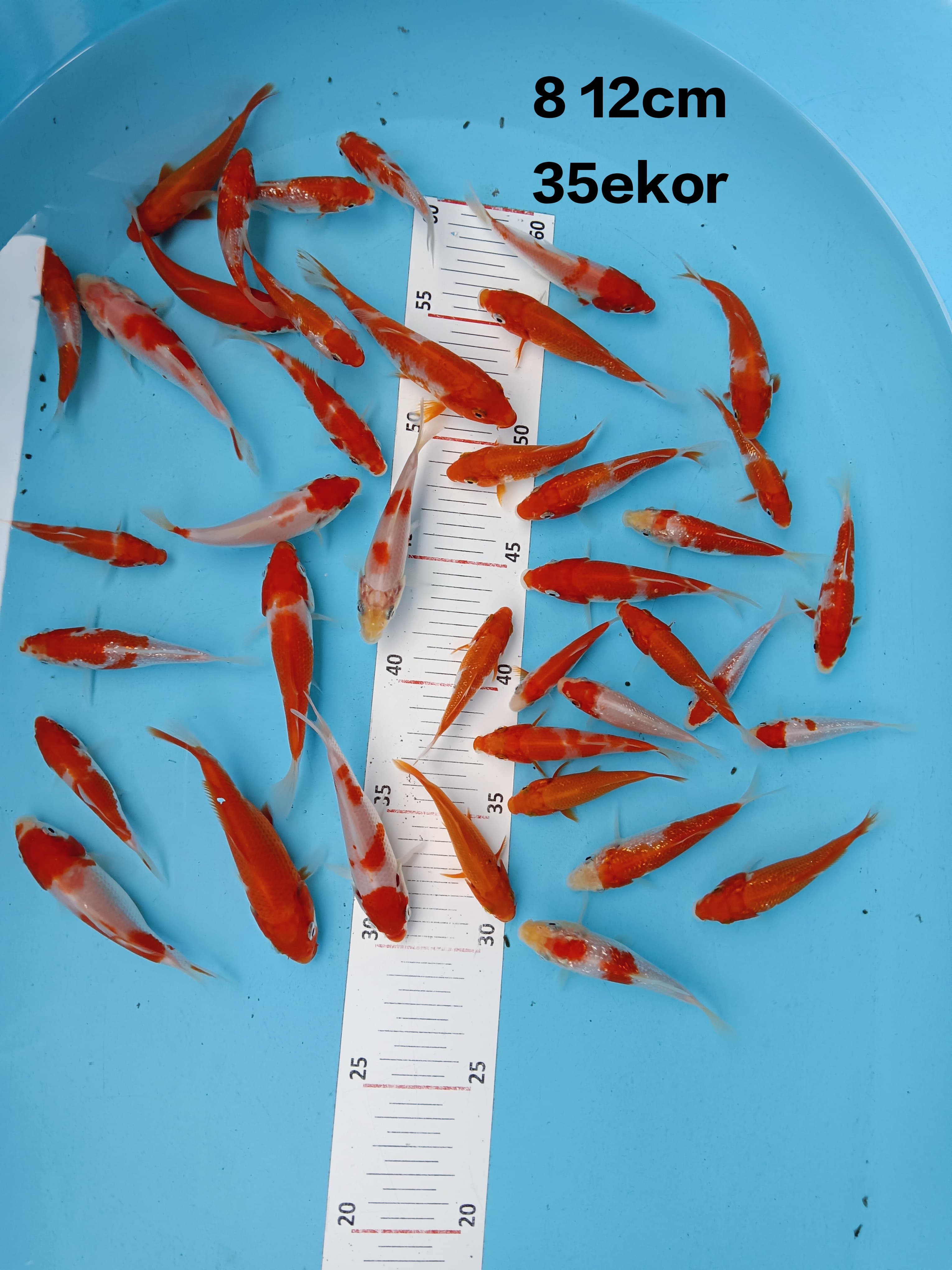 Lelang Koi Online, Jual Beli Ikan Koi, Pusat Jual Beli Koi, Info Lelang Koi Hari Ini, Platform Jual Beli Koi, Jual Beli Ikan Koi Online, Marketplace Ikan Koi, Jual Koi Terbaik, Tempat Beli Koi Berkualitas, Pasar Ikan Koi Online Terpercaya, Penjual Ikan Koi Terpercaya, Beli Koi Hias Online, Ikan Koi untuk Dijual, Koi Kualitas Terbaik, Toko Online Ikan Koi, Koi Hias Untuk Dijual, Jual Beli Ikan Koi Lokal, Koi Indonesia Online, Pusat Jual Beli Koi Terbesar