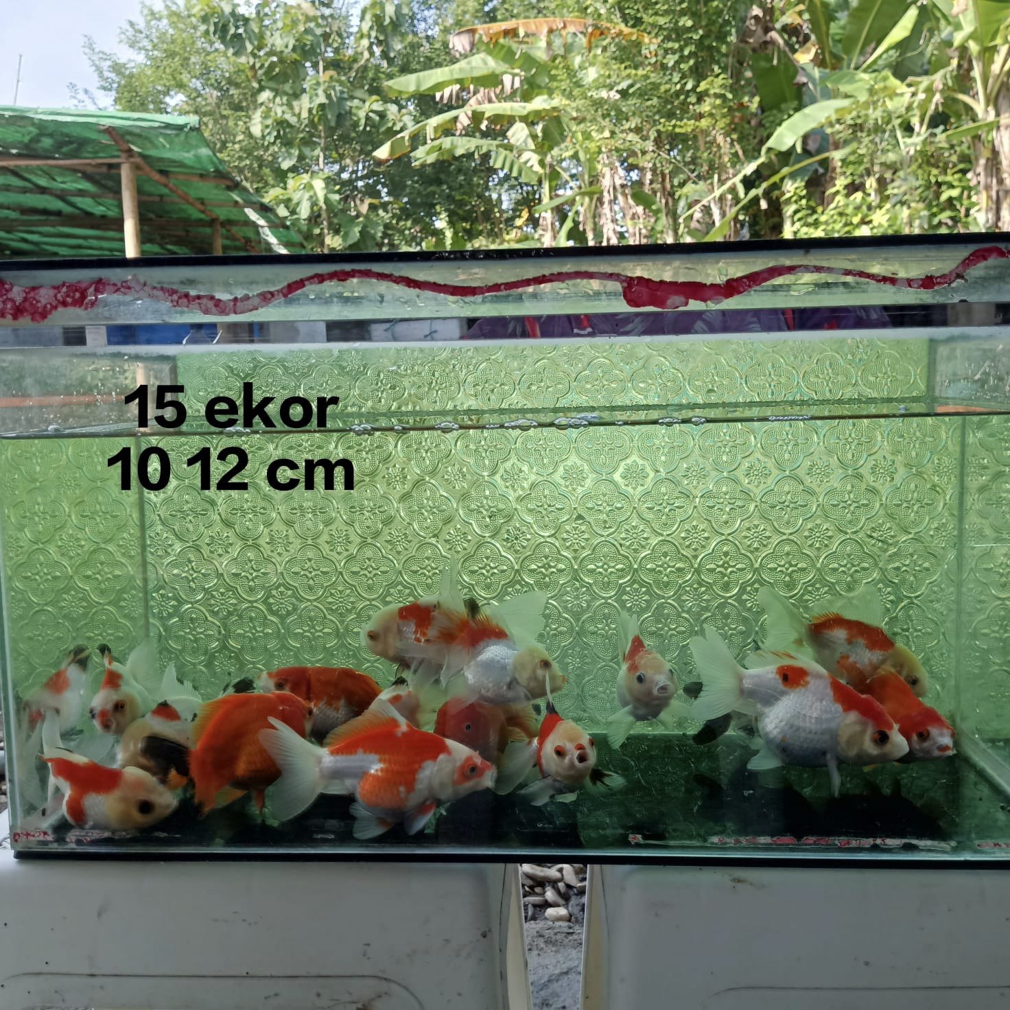 Lelang Koi Online, Jual Beli Ikan Koi, Pusat Jual Beli Koi, Info Lelang Koi Hari Ini, Platform Jual Beli Koi, Jual Beli Ikan Koi Online, Marketplace Ikan Koi, Jual Koi Terbaik, Tempat Beli Koi Berkualitas, Pasar Ikan Koi Online Terpercaya, Penjual Ikan Koi Terpercaya, Beli Koi Hias Online, Ikan Koi untuk Dijual, Koi Kualitas Terbaik, Toko Online Ikan Koi, Koi Hias Untuk Dijual, Jual Beli Ikan Koi Lokal, Koi Indonesia Online, Pusat Jual Beli Koi Terbesar